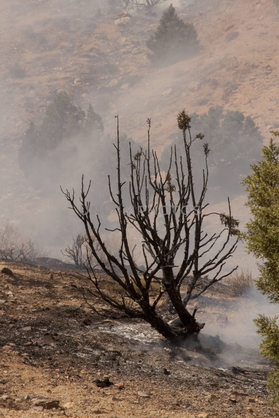 Desert fire with burning bushes and brush by jeremywhat