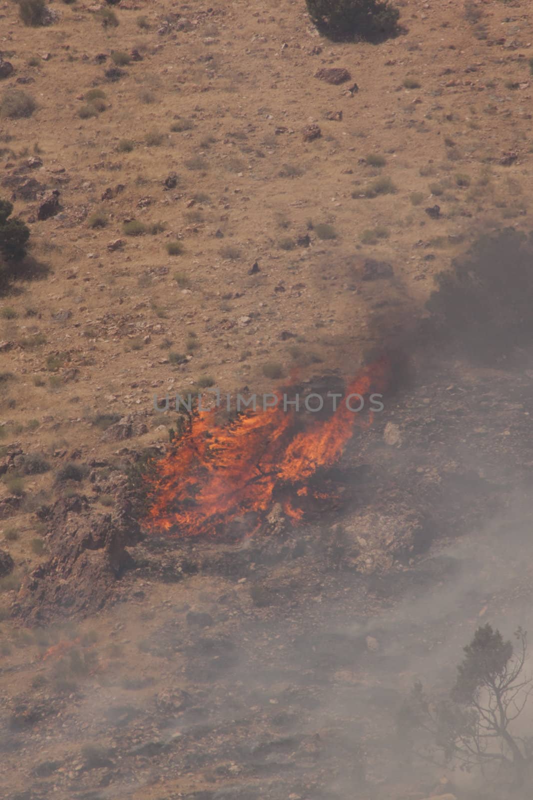 Desert fire with burning bushes and brush