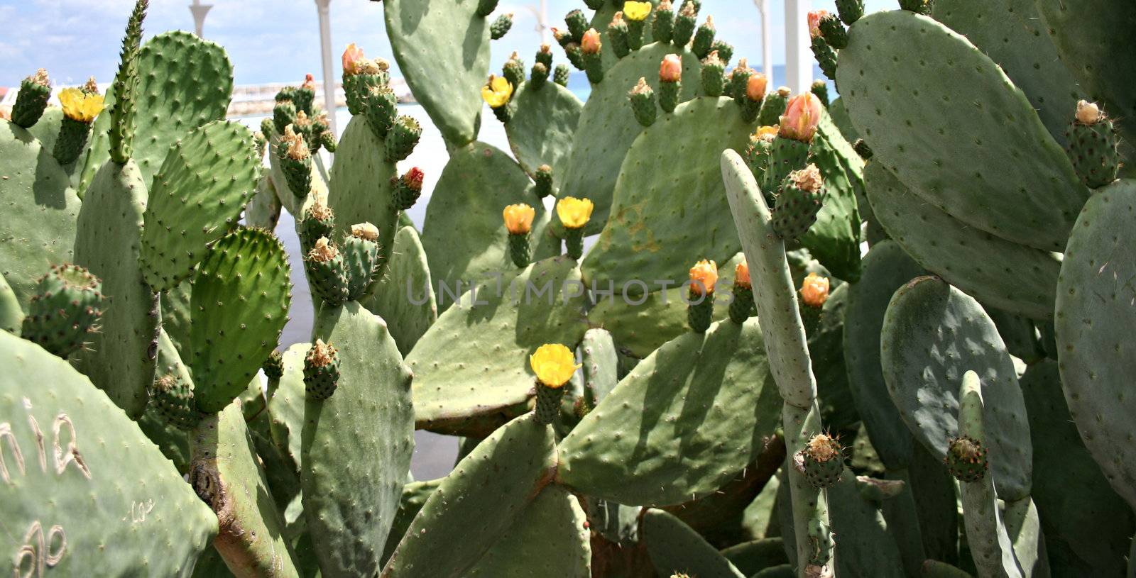 Blooming Prickly Pear or Paddle cactus with yellow flowers by ozaiachin