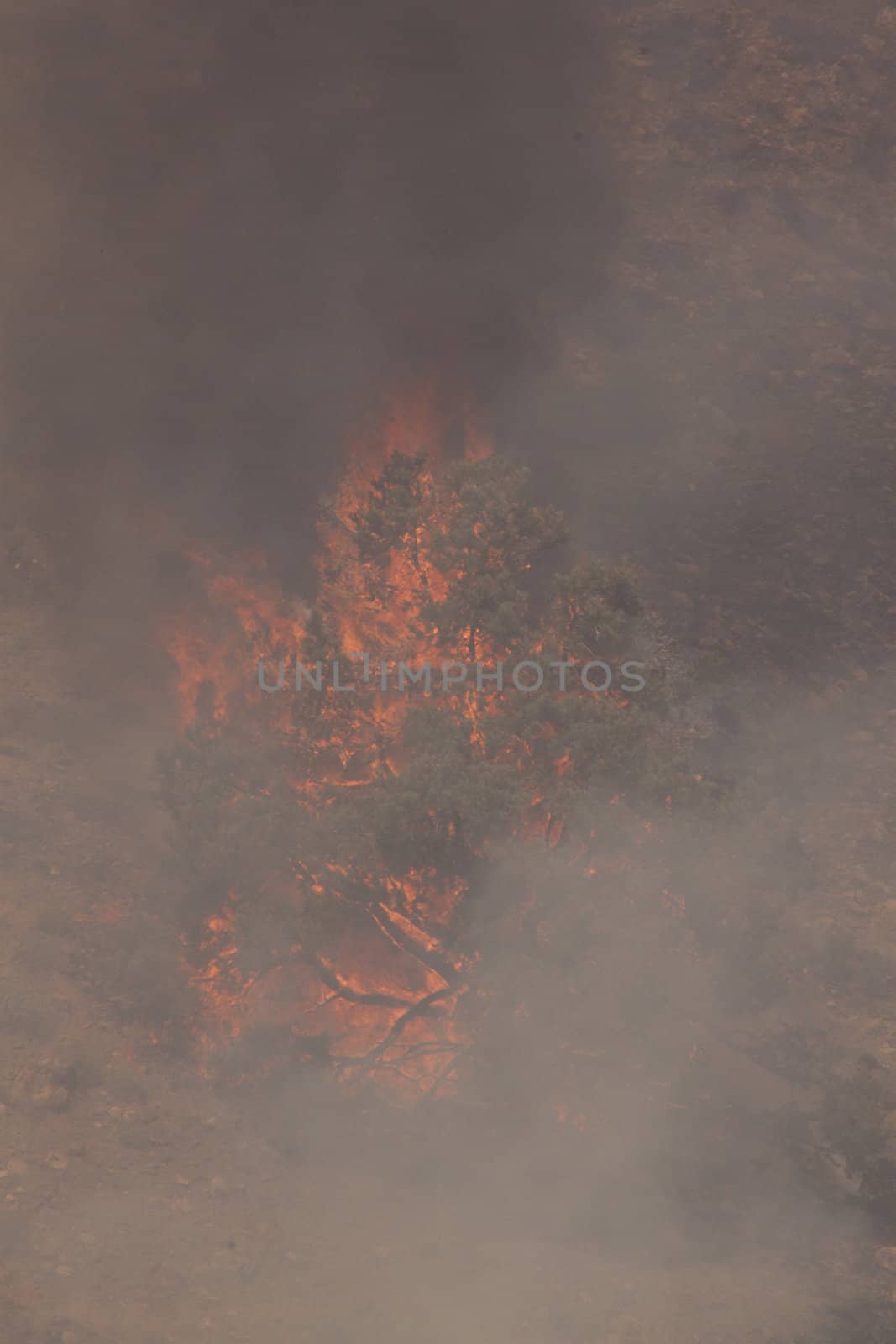 Desert fire with burning bushes and brush