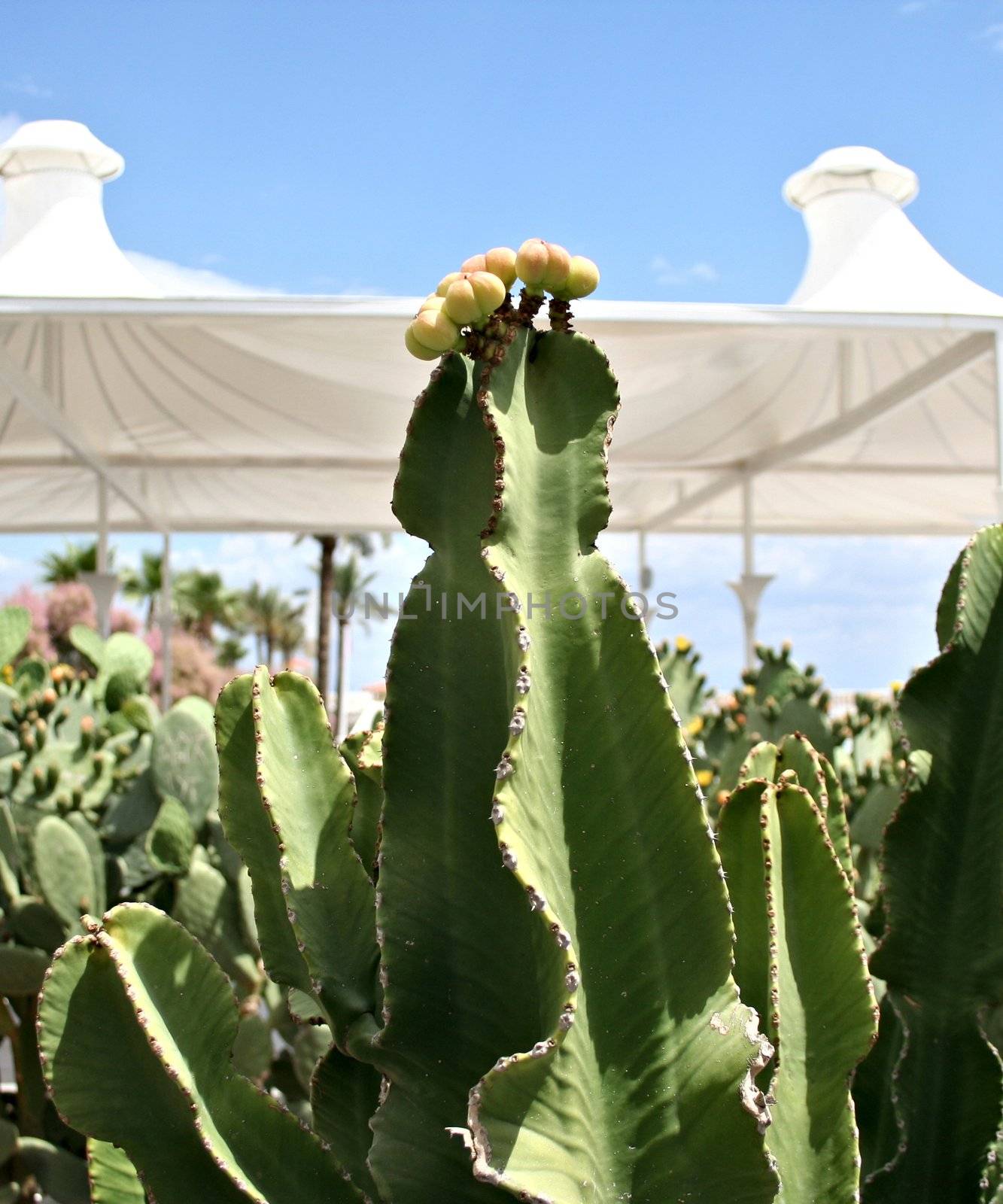 Farm producing a wealth of different cactus species