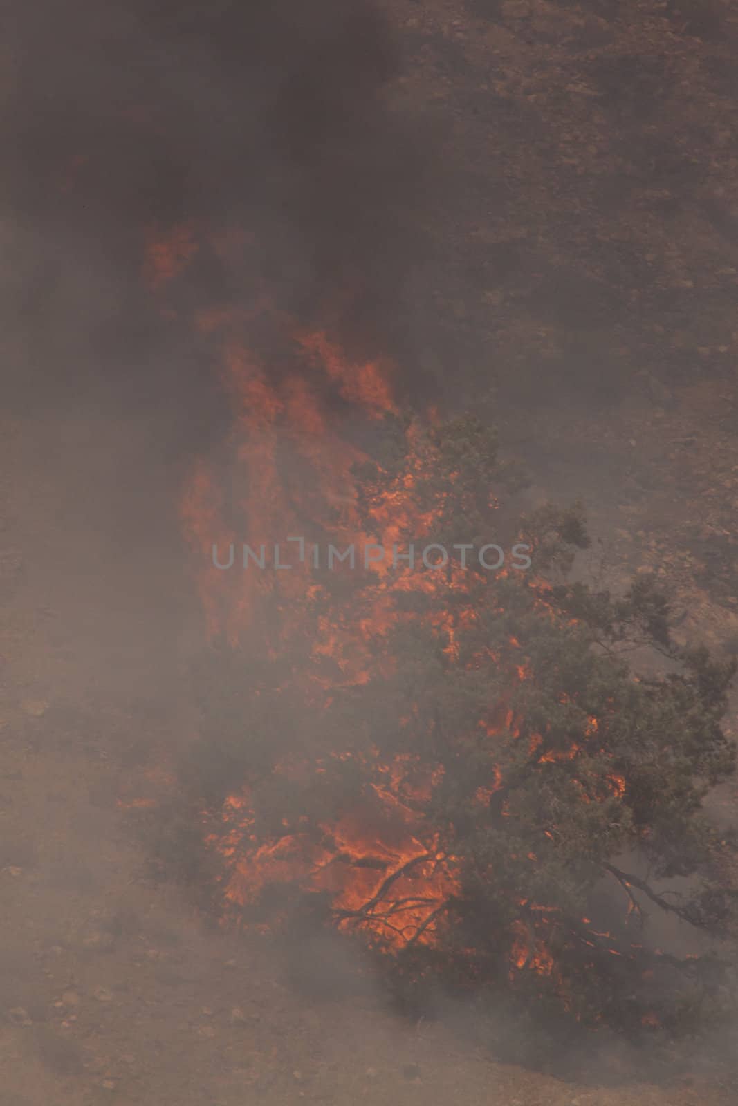 Desert fire with burning bushes and brush
