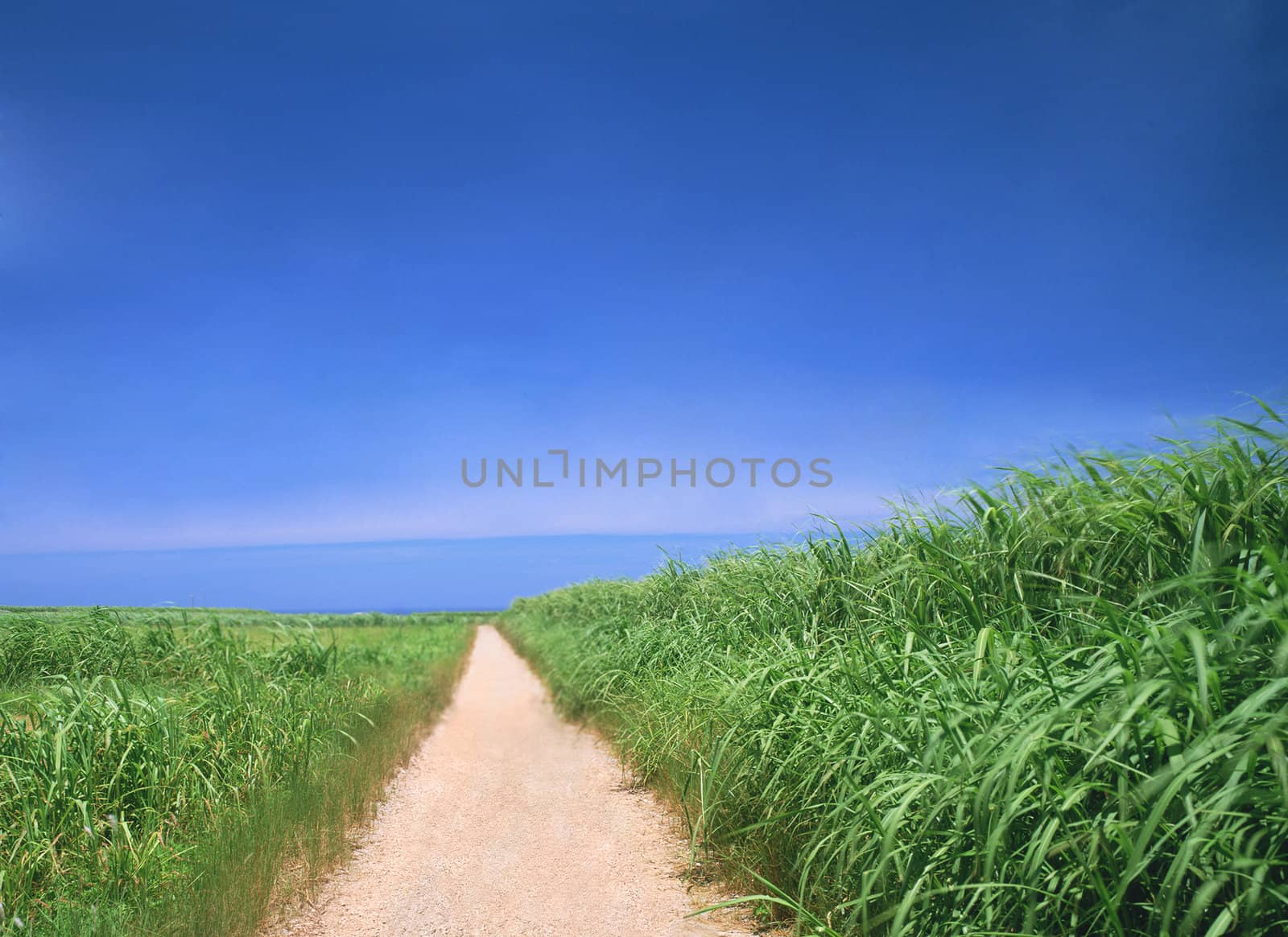 Winding Path in a Green grass and blue sky
