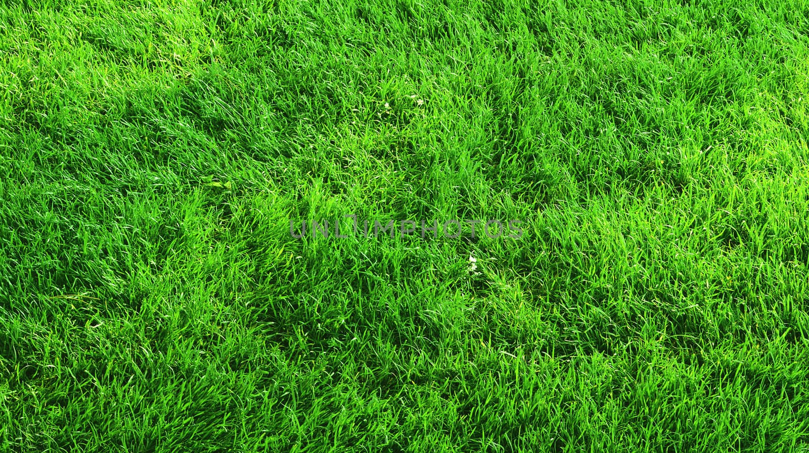 Beautiful green grass texture from golf course by ozaiachin