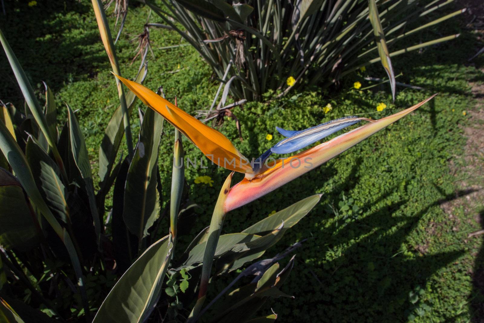 plants  Bird of Paradise