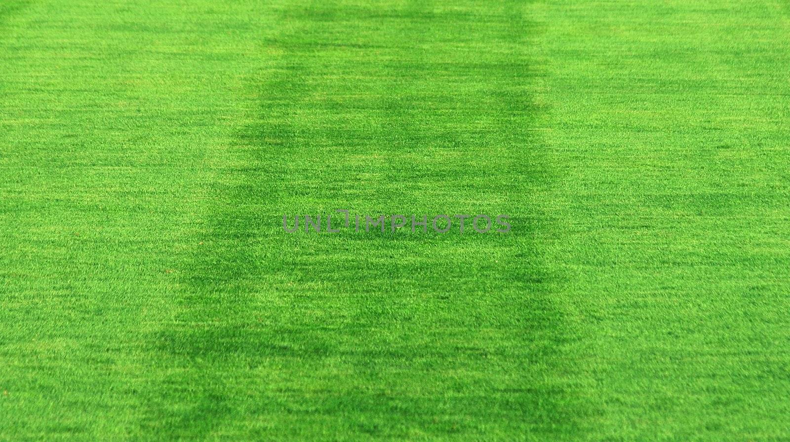 grass background