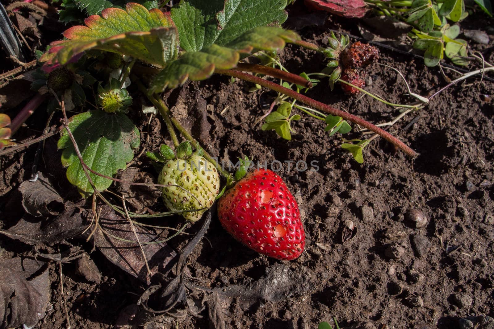 plant of strawberries with the fruit