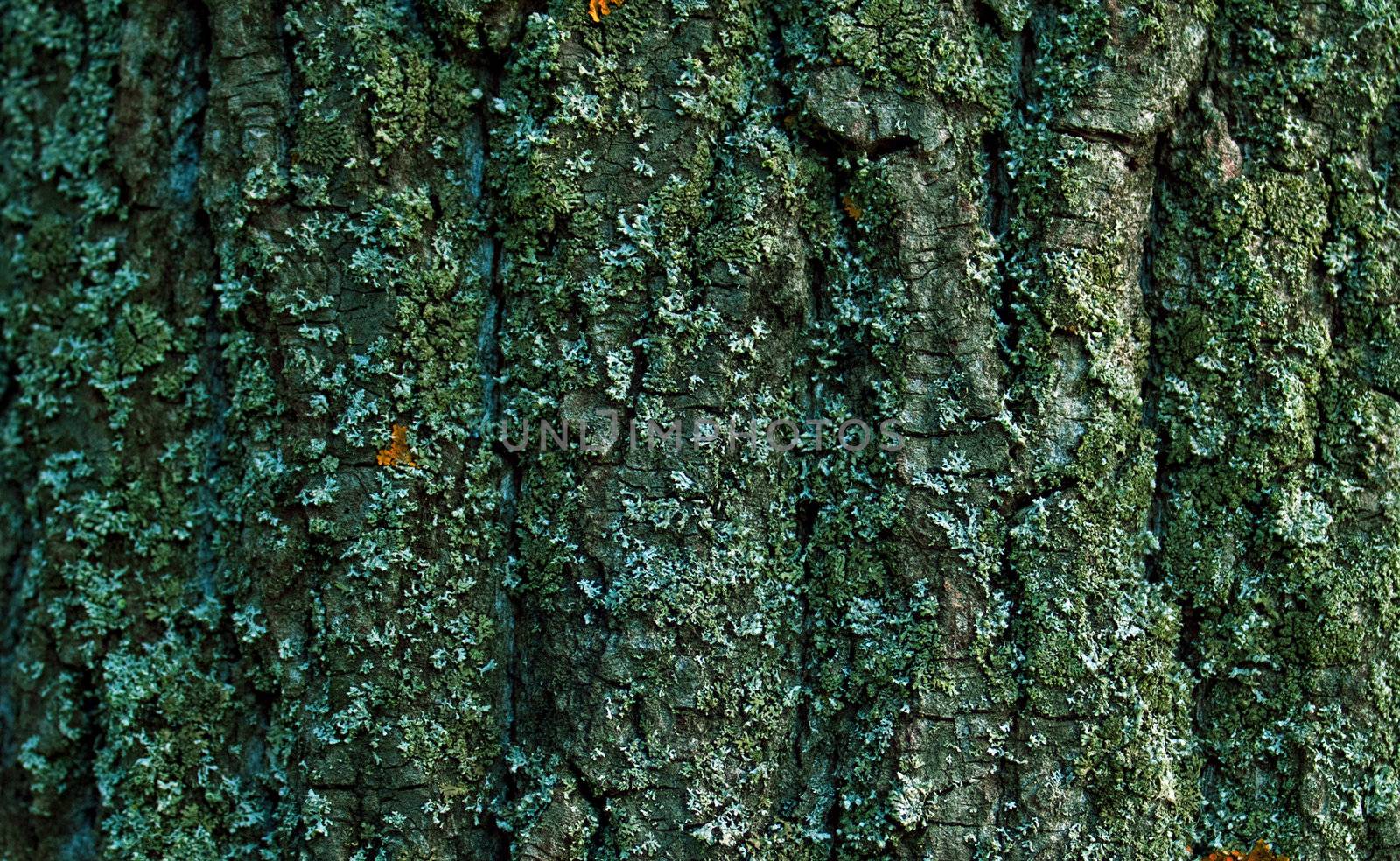 Bark texture by ozaiachin