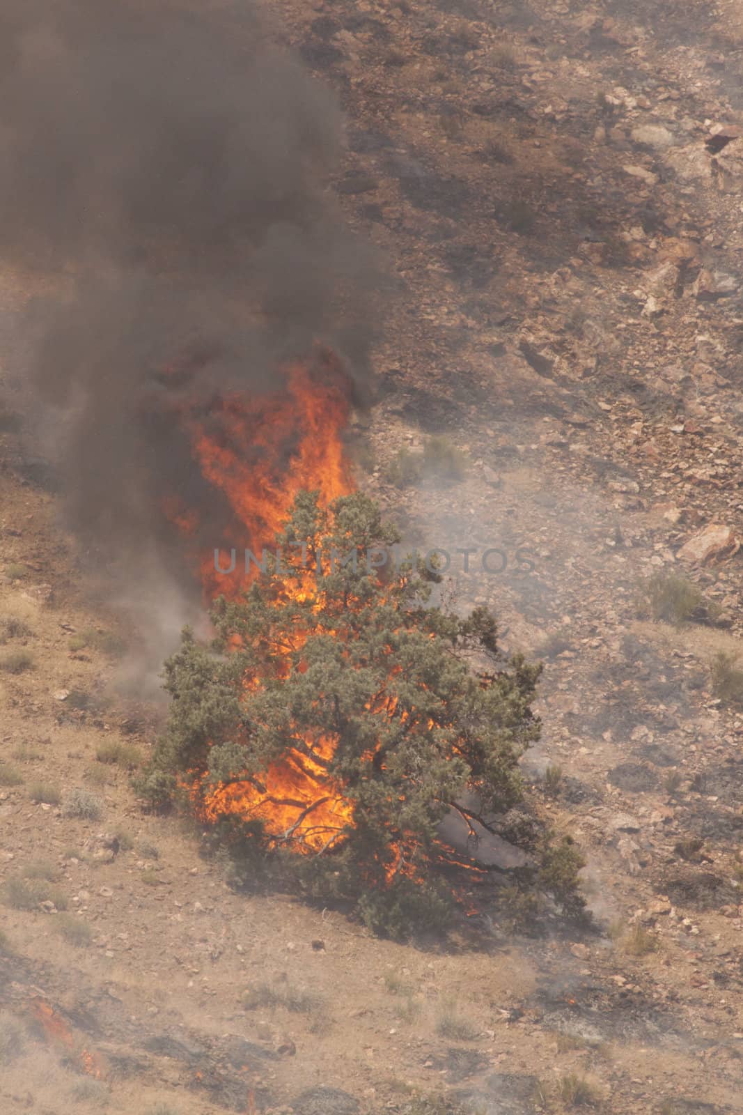 Desert fire with burning bushes and brush