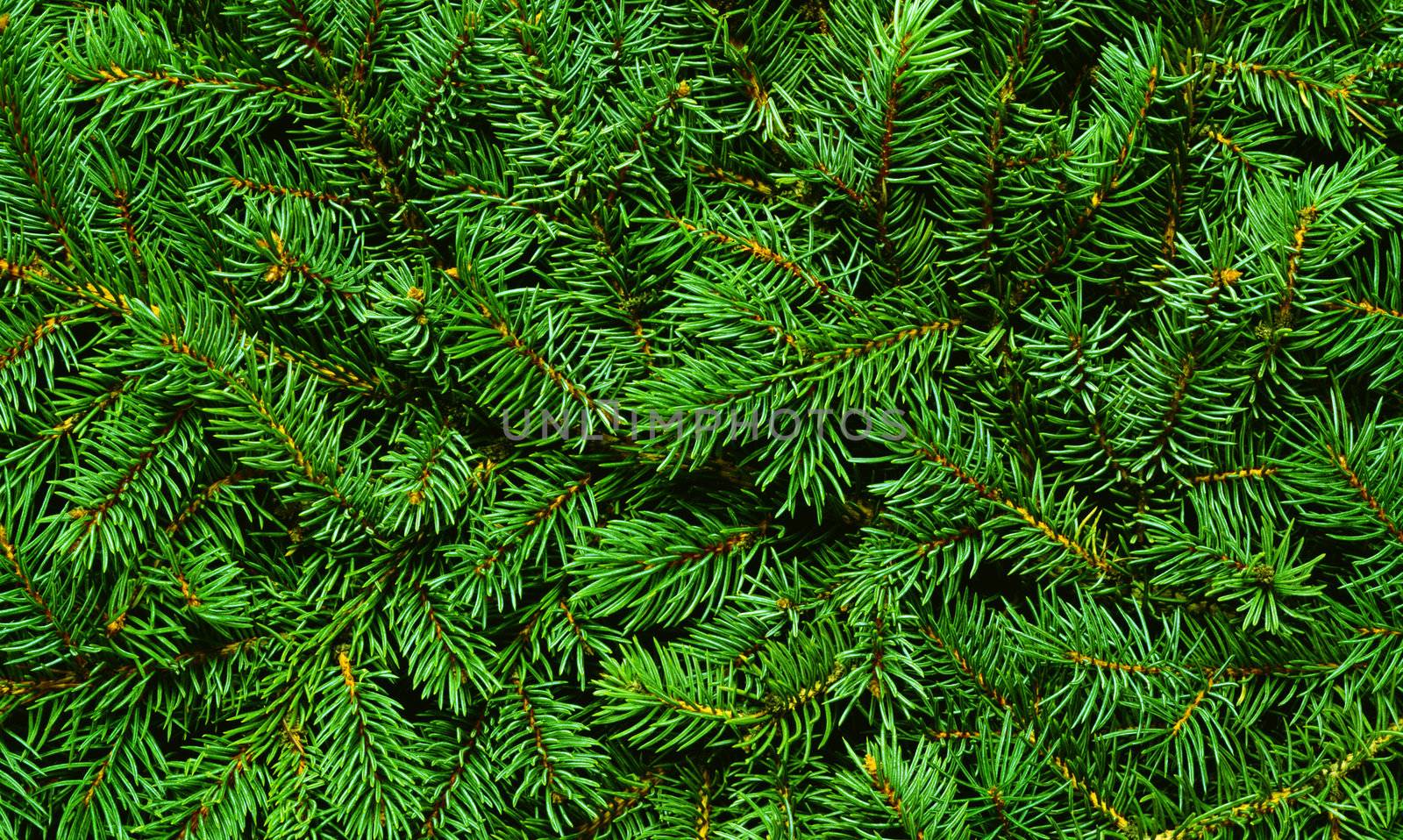 branch of fir-tree (Picea abies) with young needles by ozaiachin