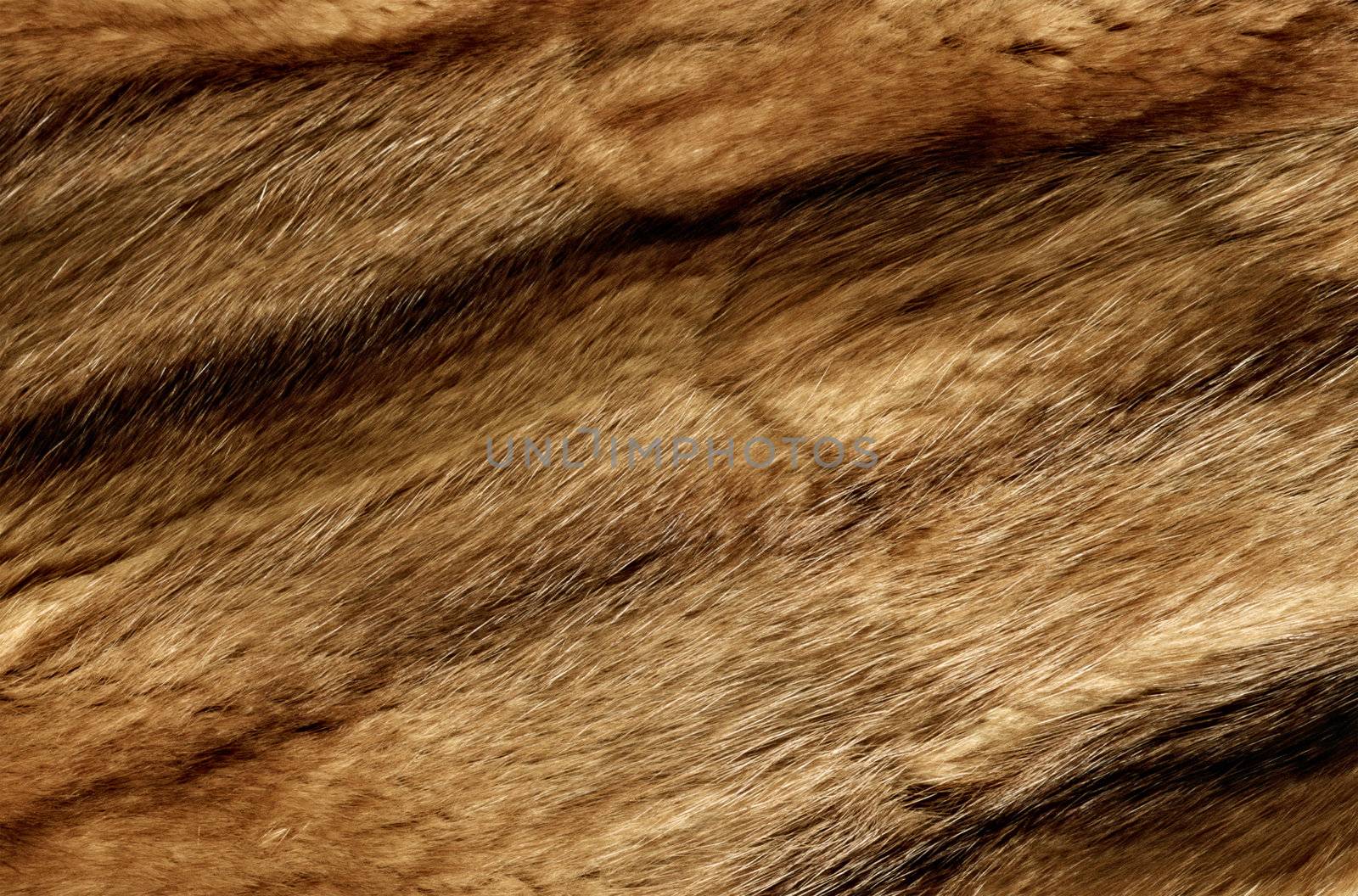 Close up of an animal colored fur texture by ozaiachin