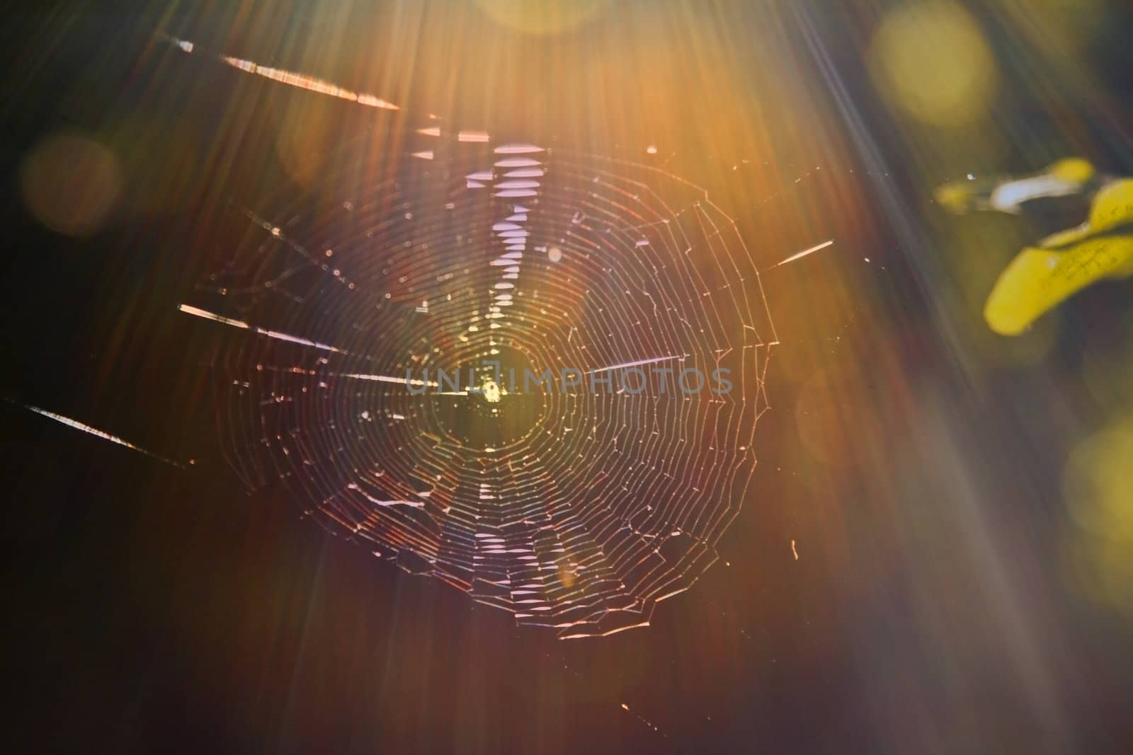 Spyderweb in a forest-shot against the light.