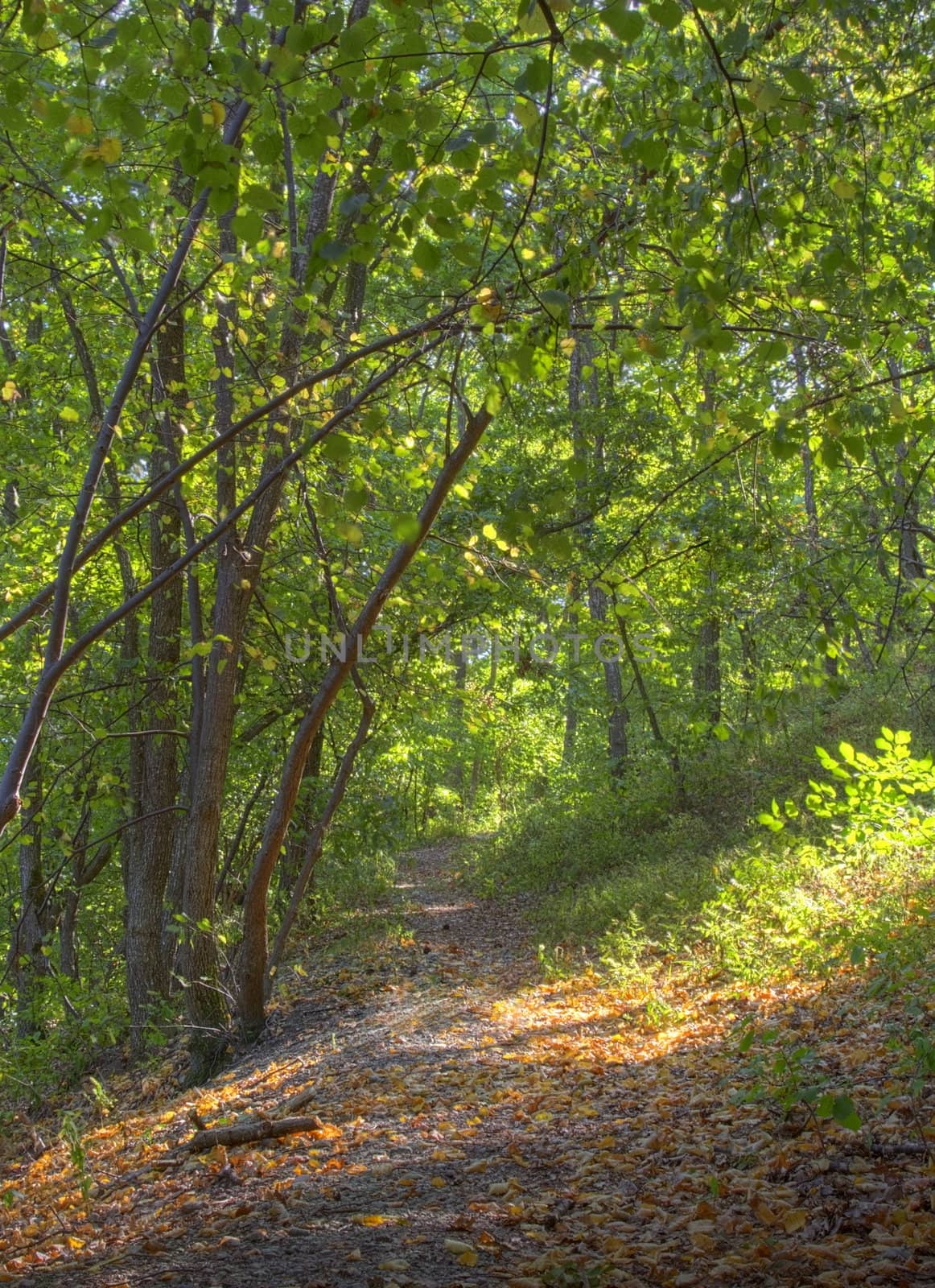 Image of a forest in early autumn.