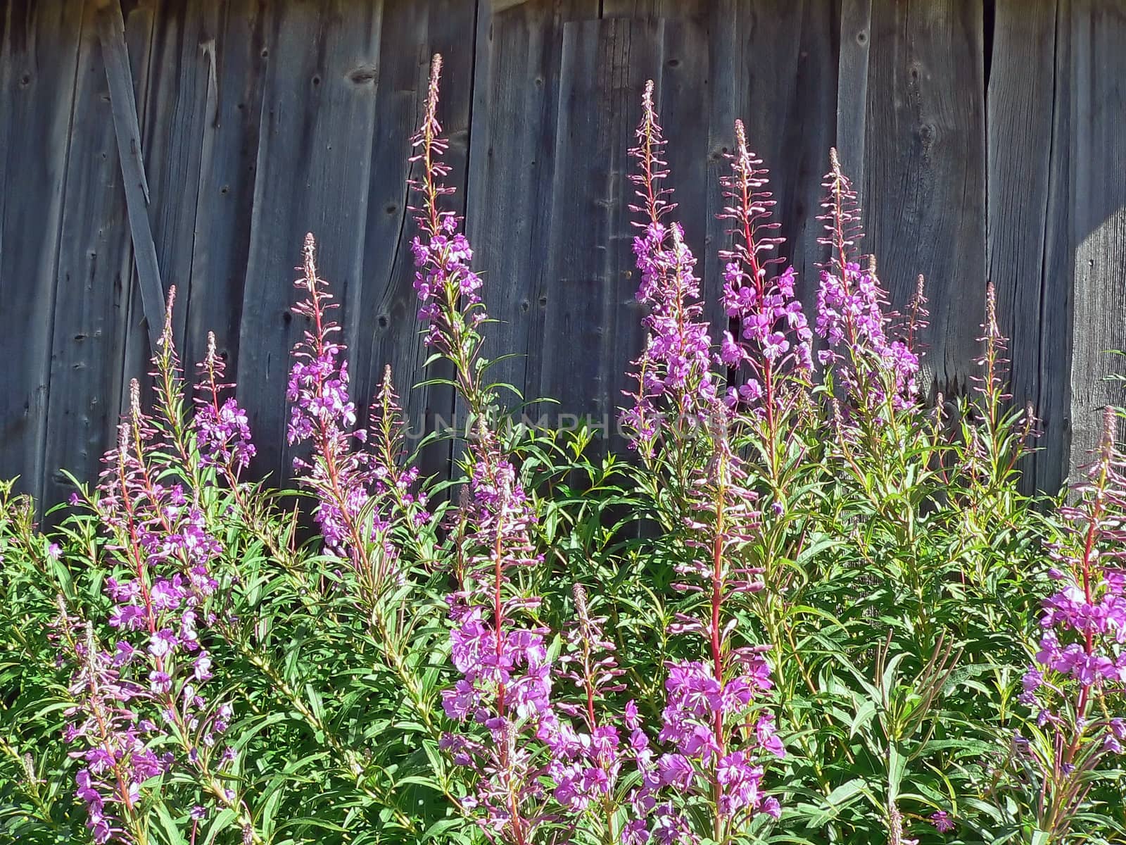 purple flowers and grey wood background