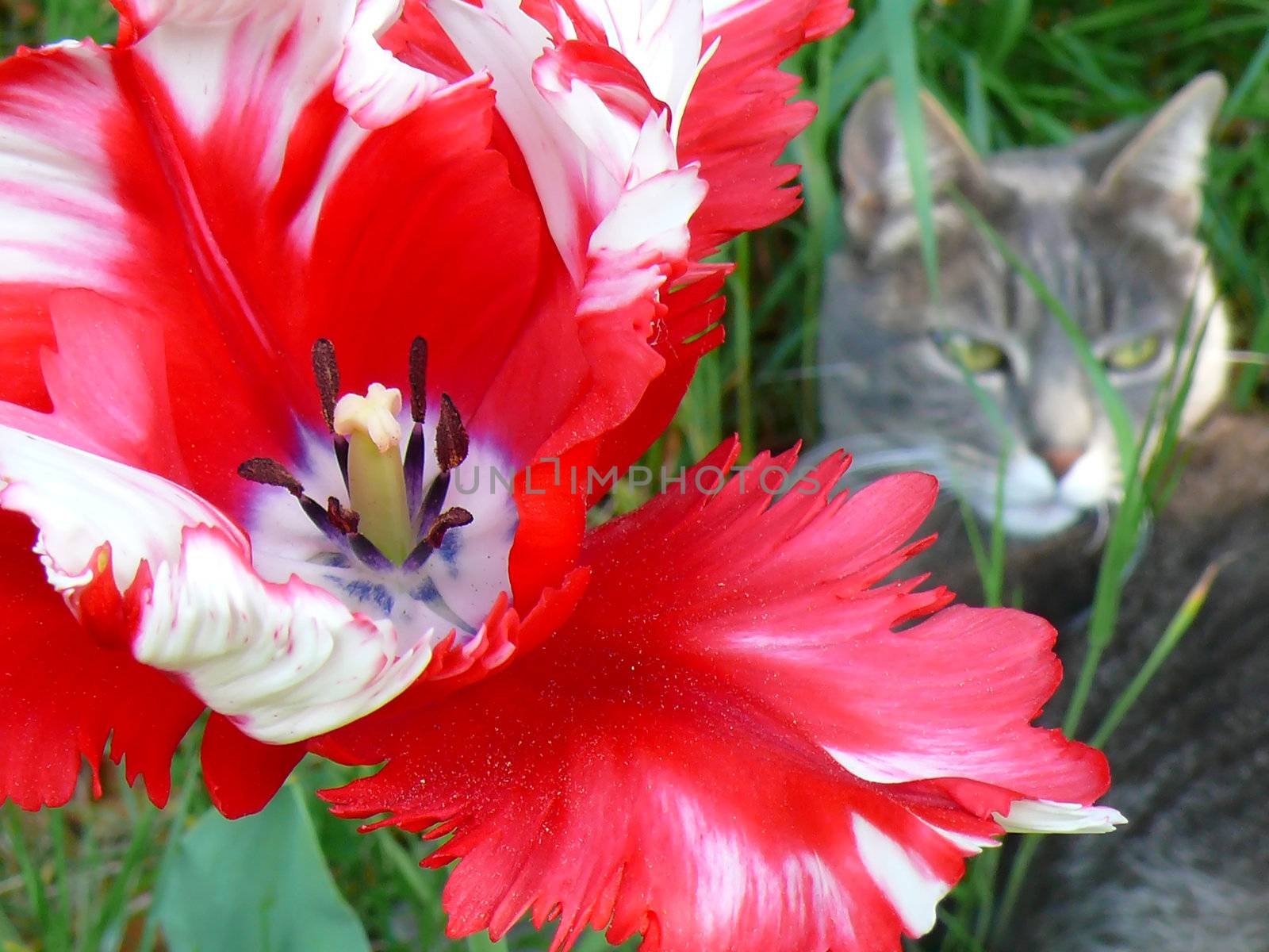 red flower and cat in the garden