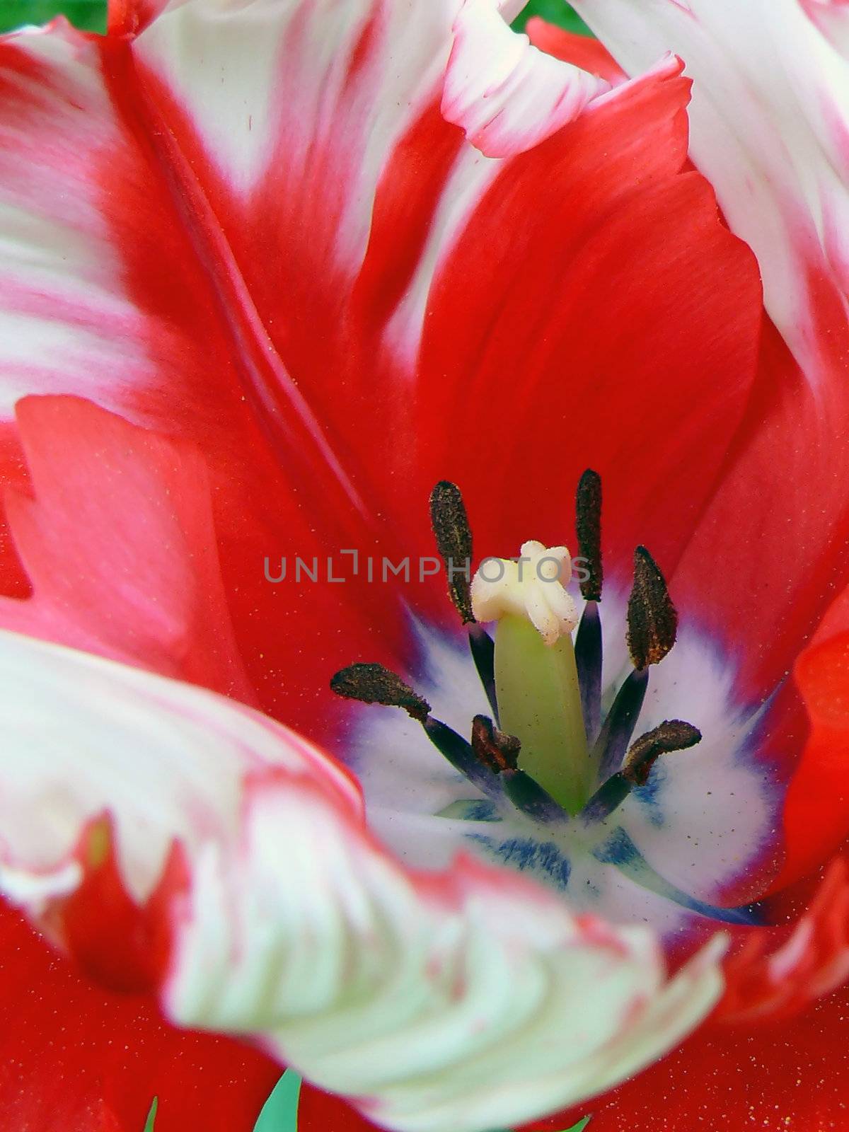 red flower close up