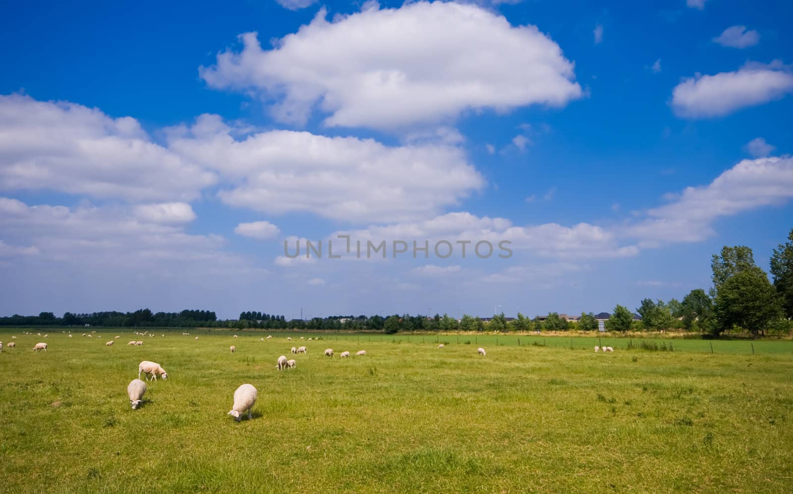 pasture with grazing sheep and cloudy blue sky
