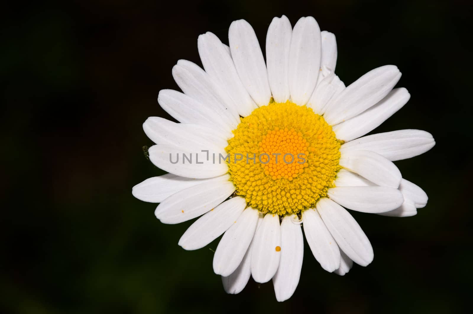 close up of a bright daisy on a black background
