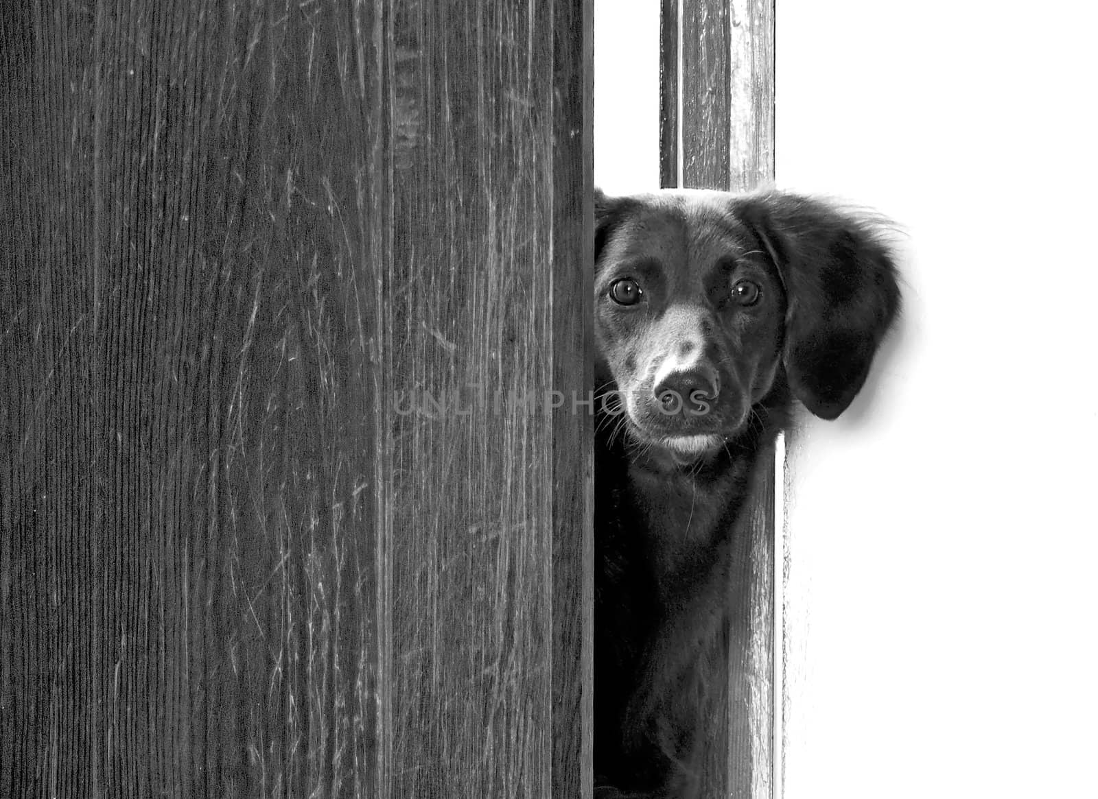 dog black and white portrait