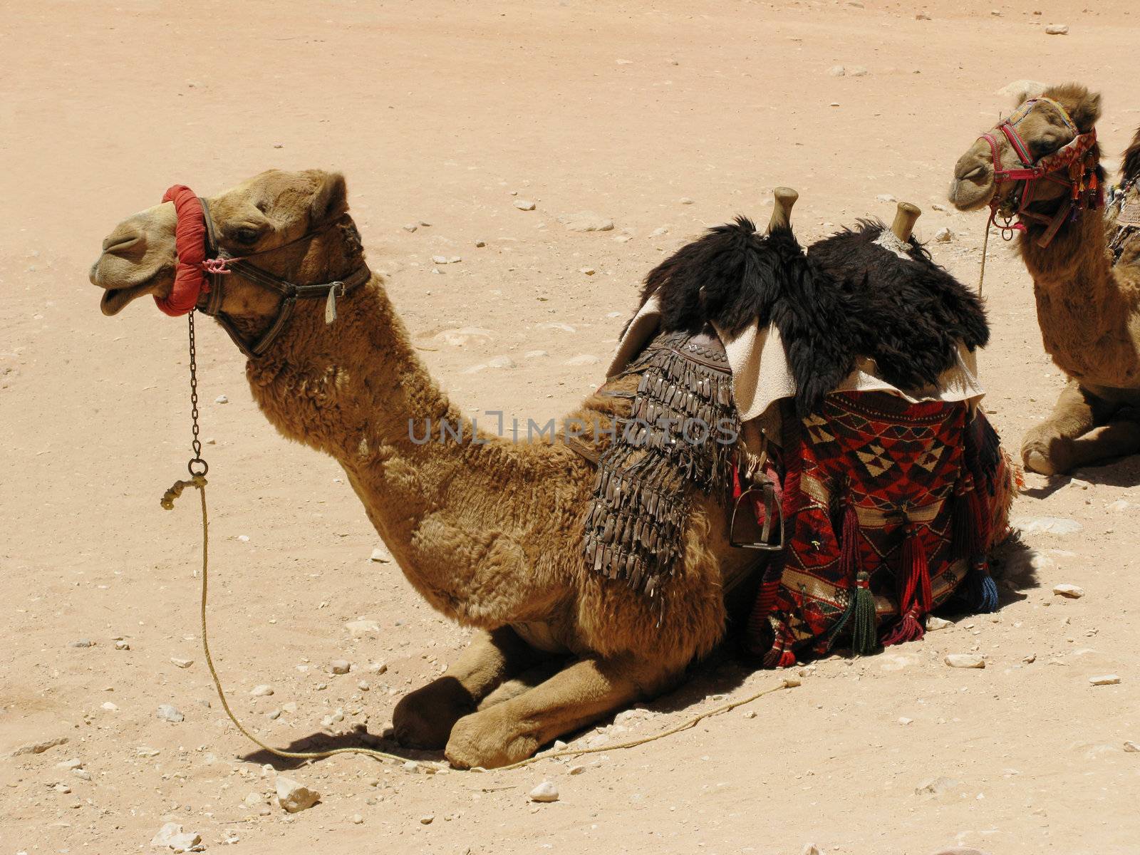 Camel in desert, Petra, Jordan, Middle east