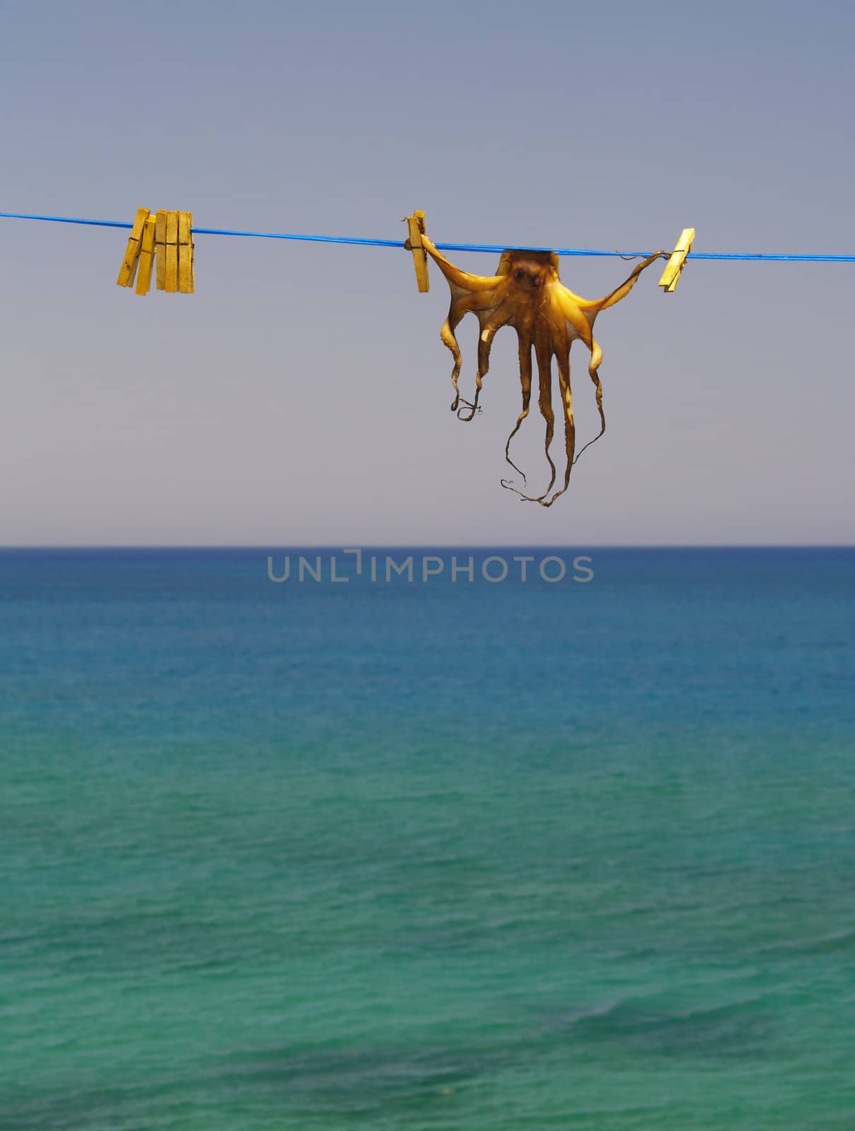 cuttlefish hung up for drying in the sun