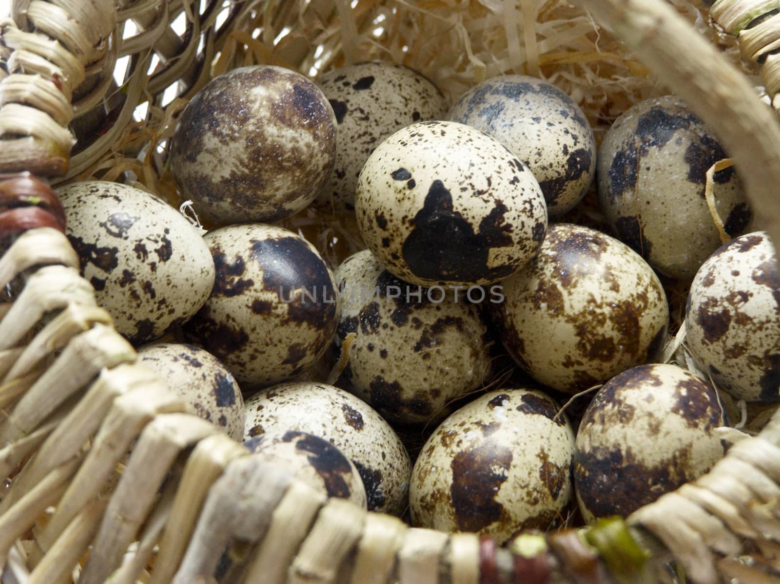 The image of a basket with eggs of a female quail