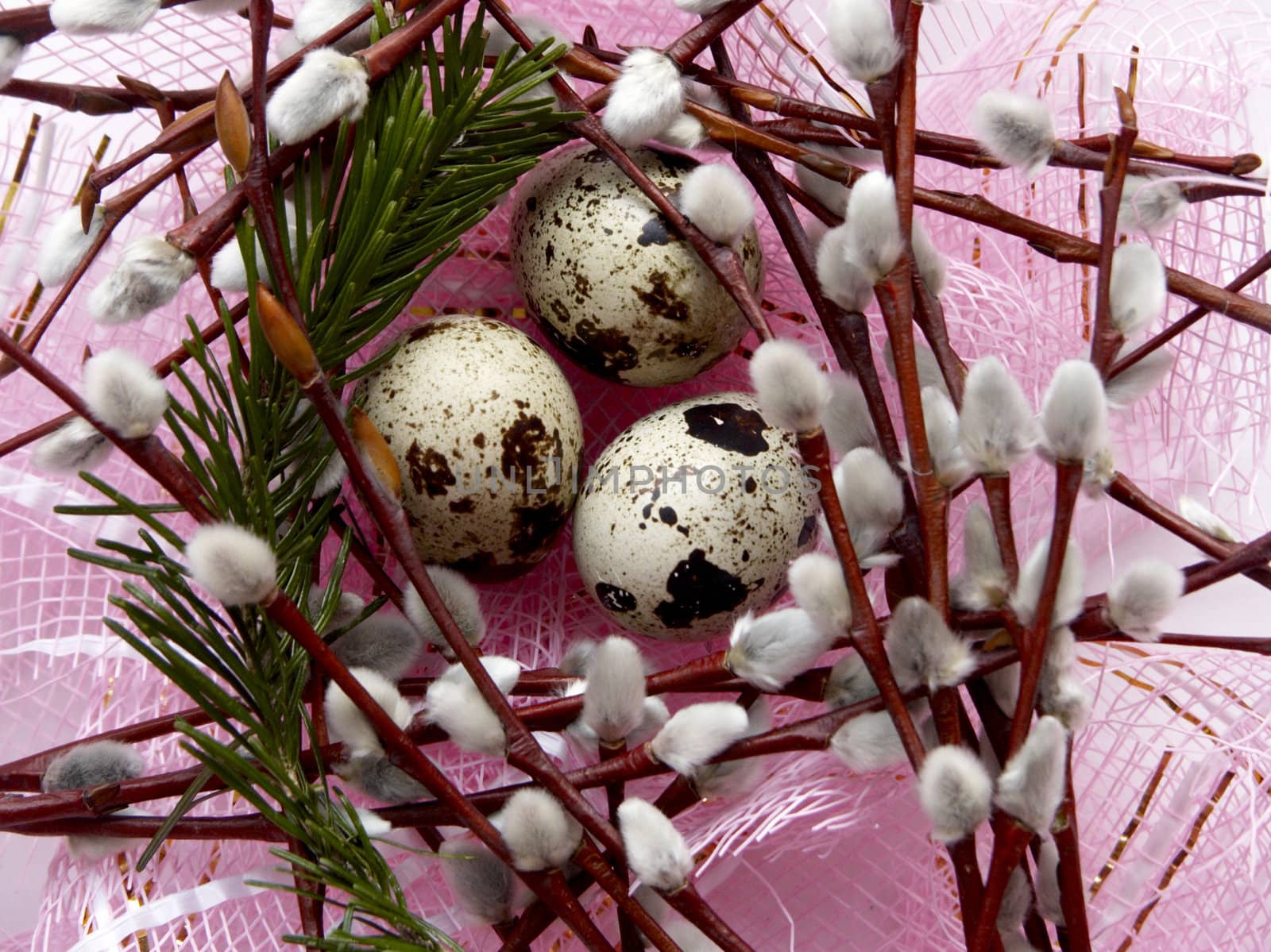 The image of eggs of a female quail, branches of a willow and fur-tree on a pink background