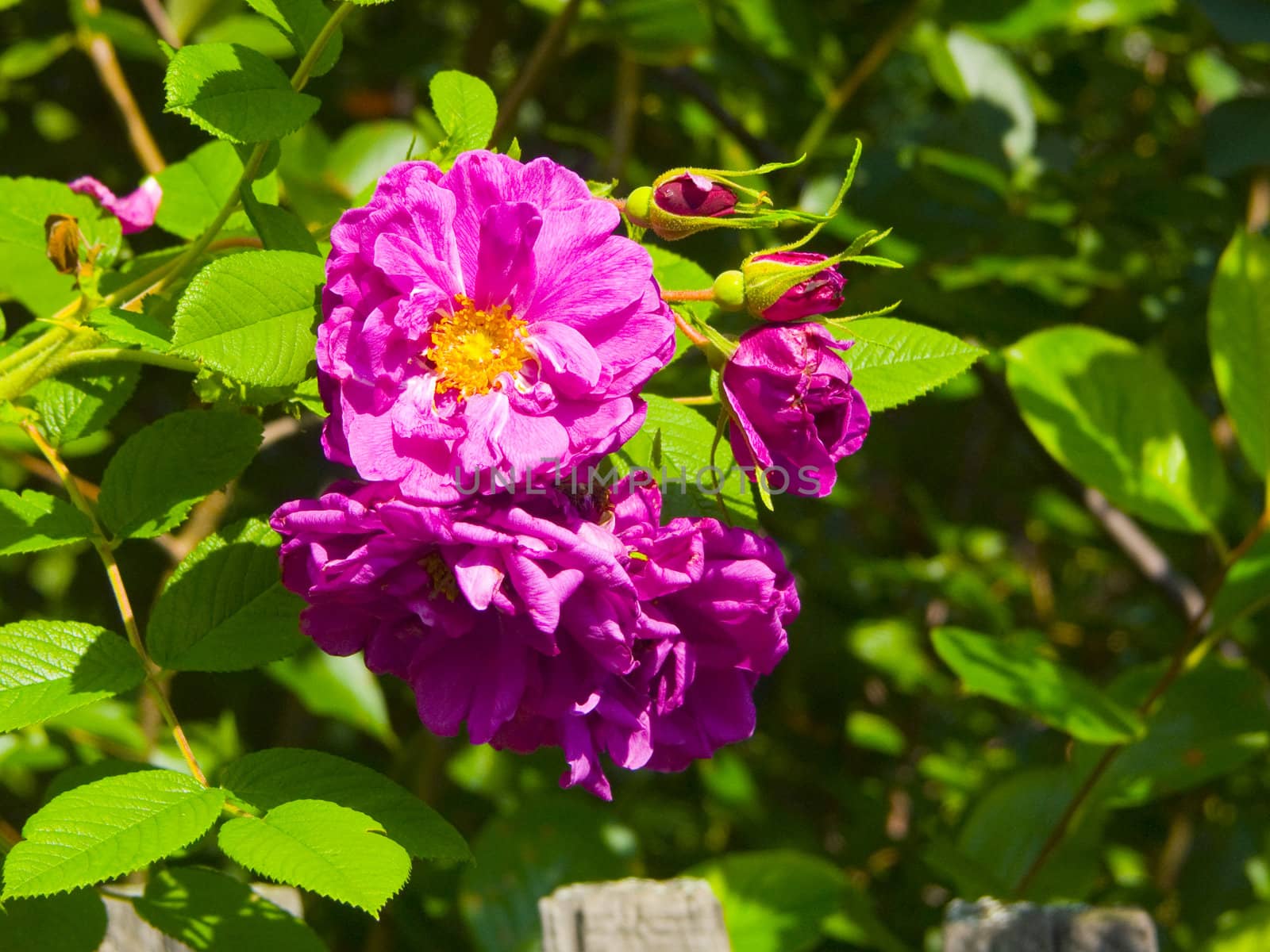 Image of buds of a wild dogrose