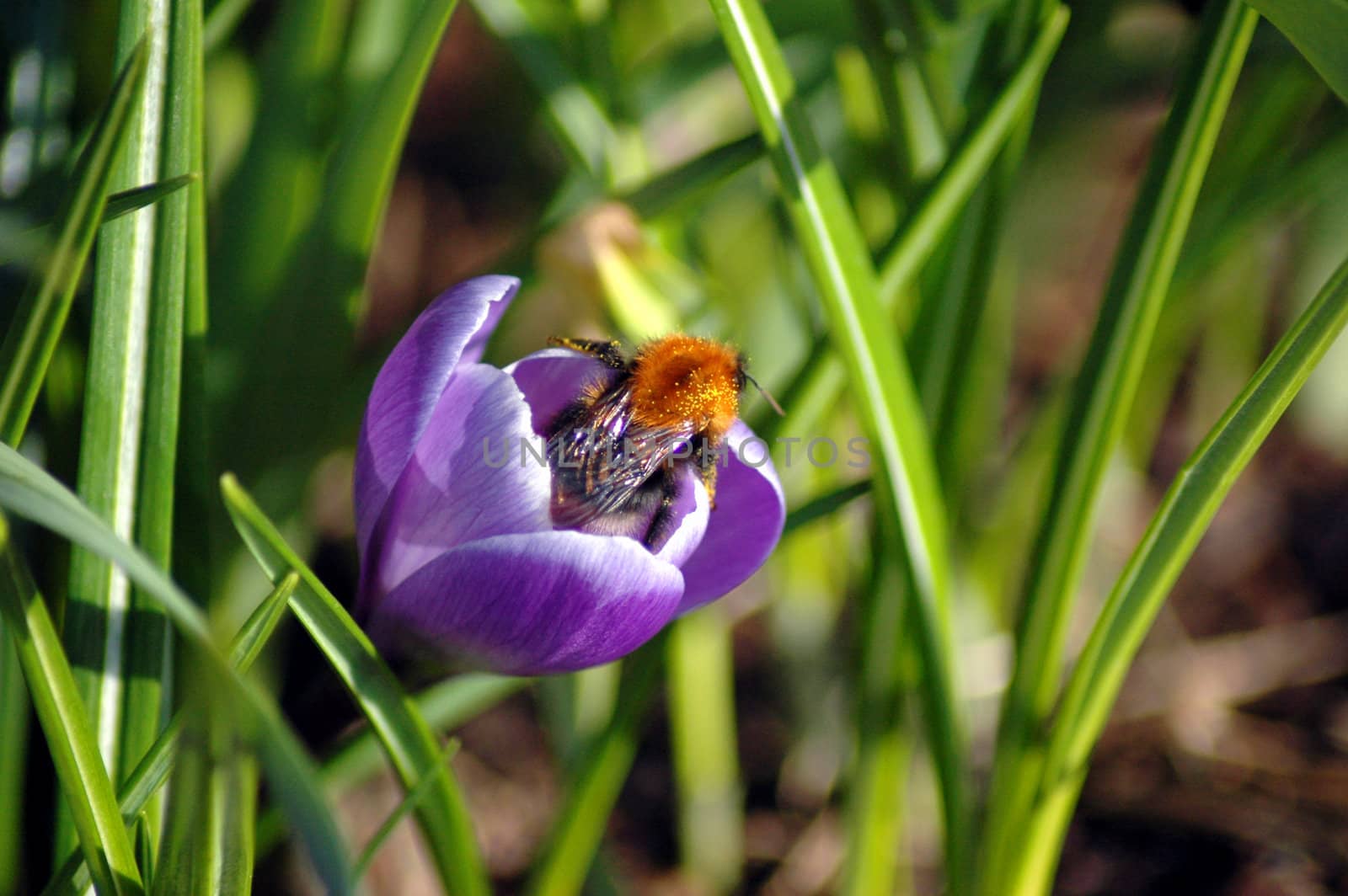 Bumblebee in Crocus.
Norway.