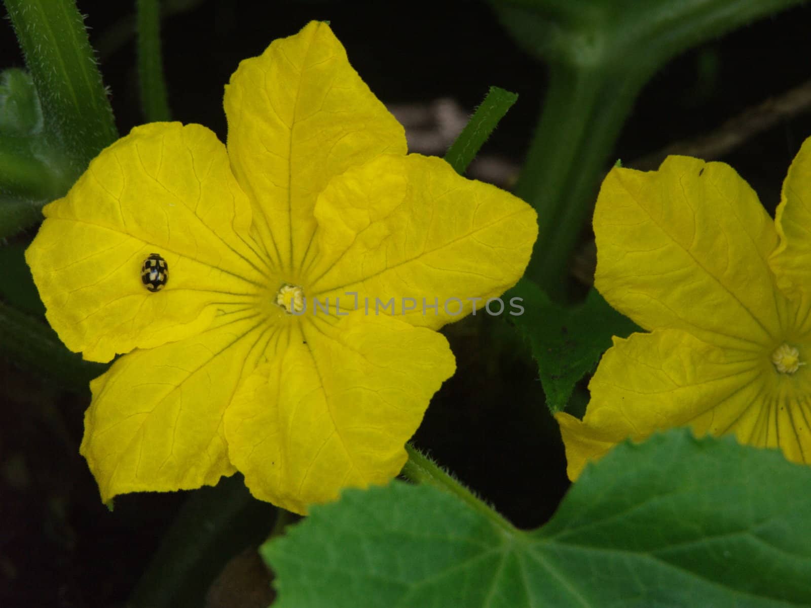 The image of a small insect on a flower of a cucumber