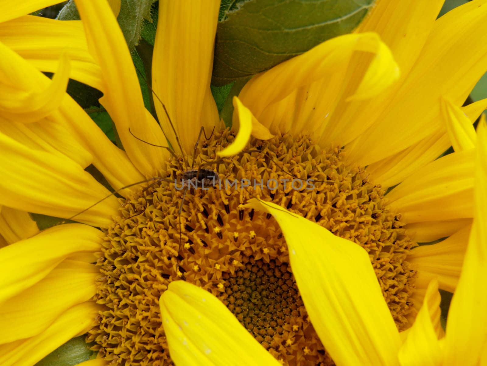 Spider on a sunflower by soloir