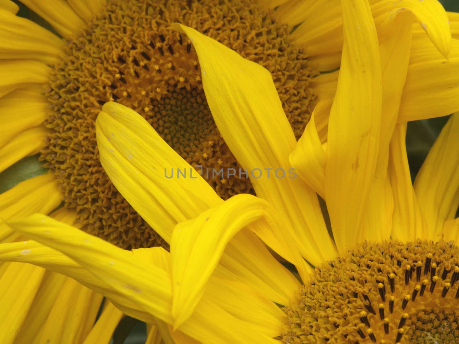 The image of two yellow inflorescences of sunflowers