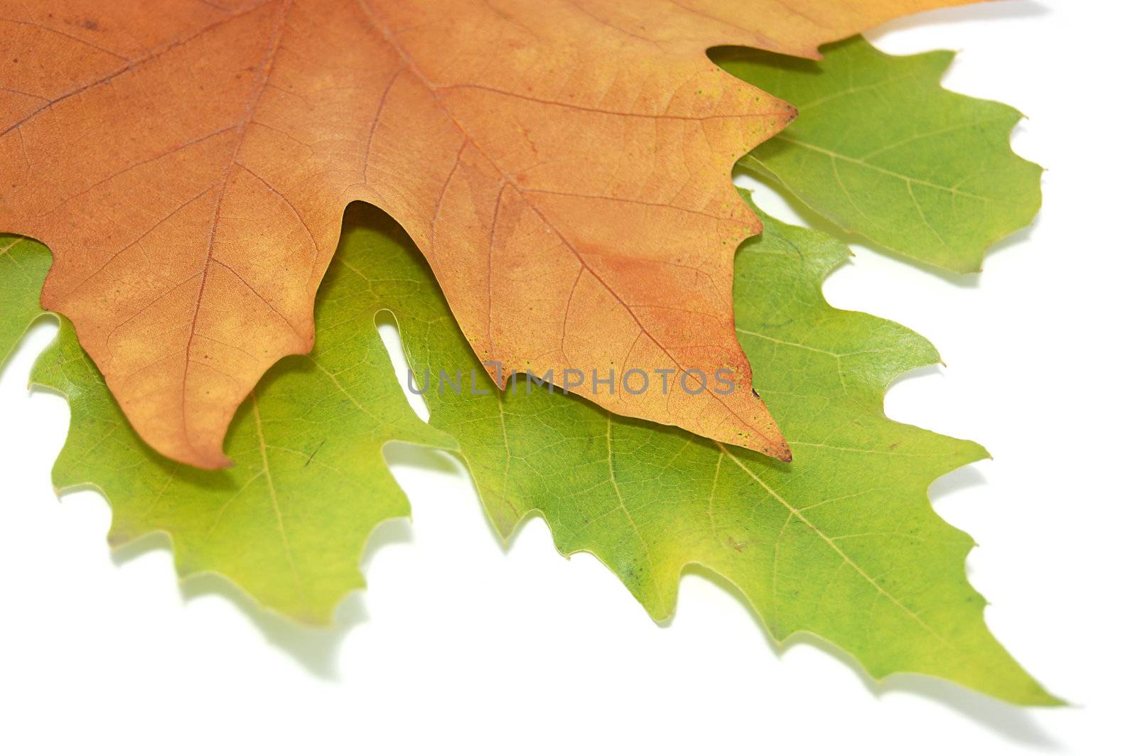 two leaves, red and brown isolated on white