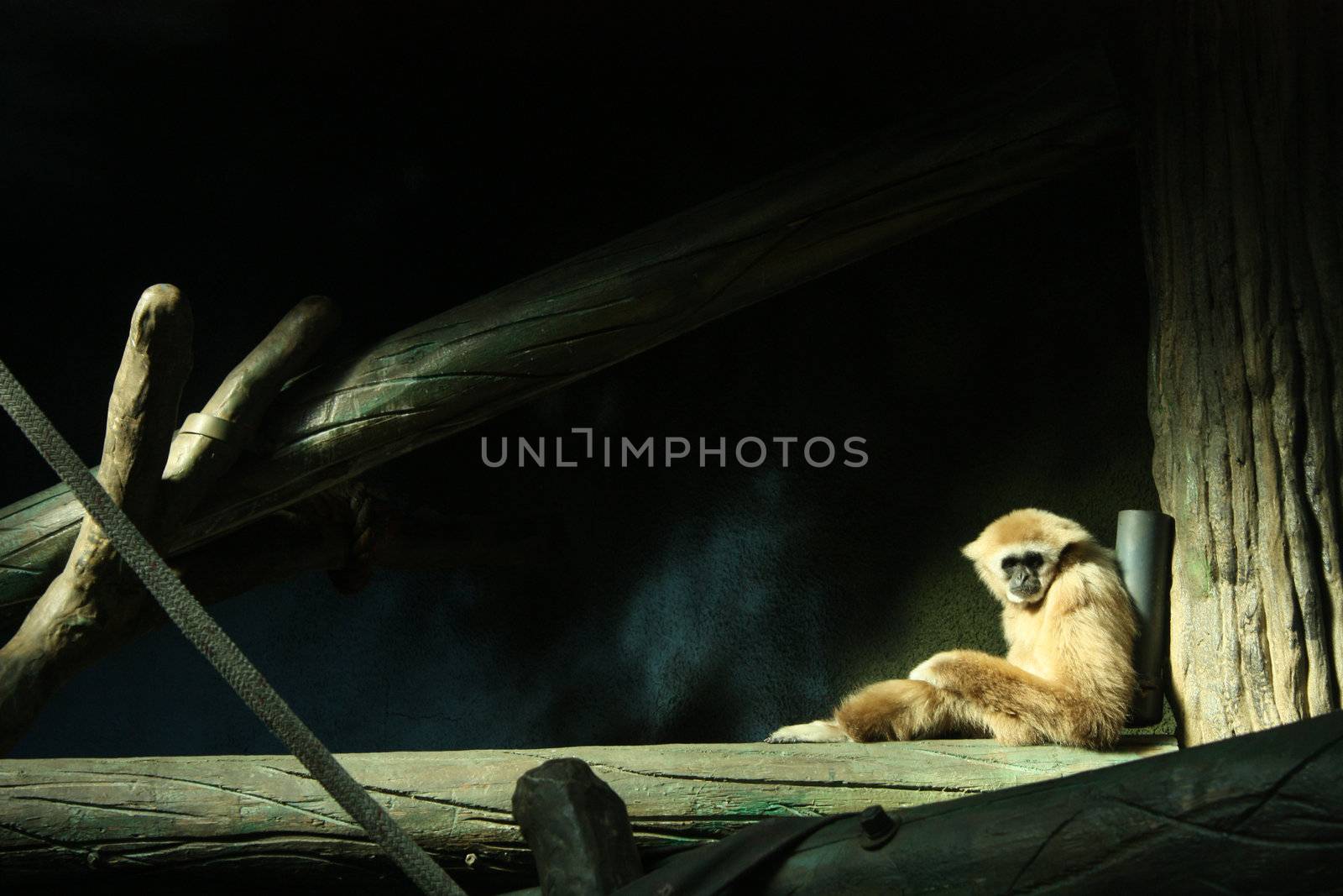 Monkey in a zoo, appearing sad.