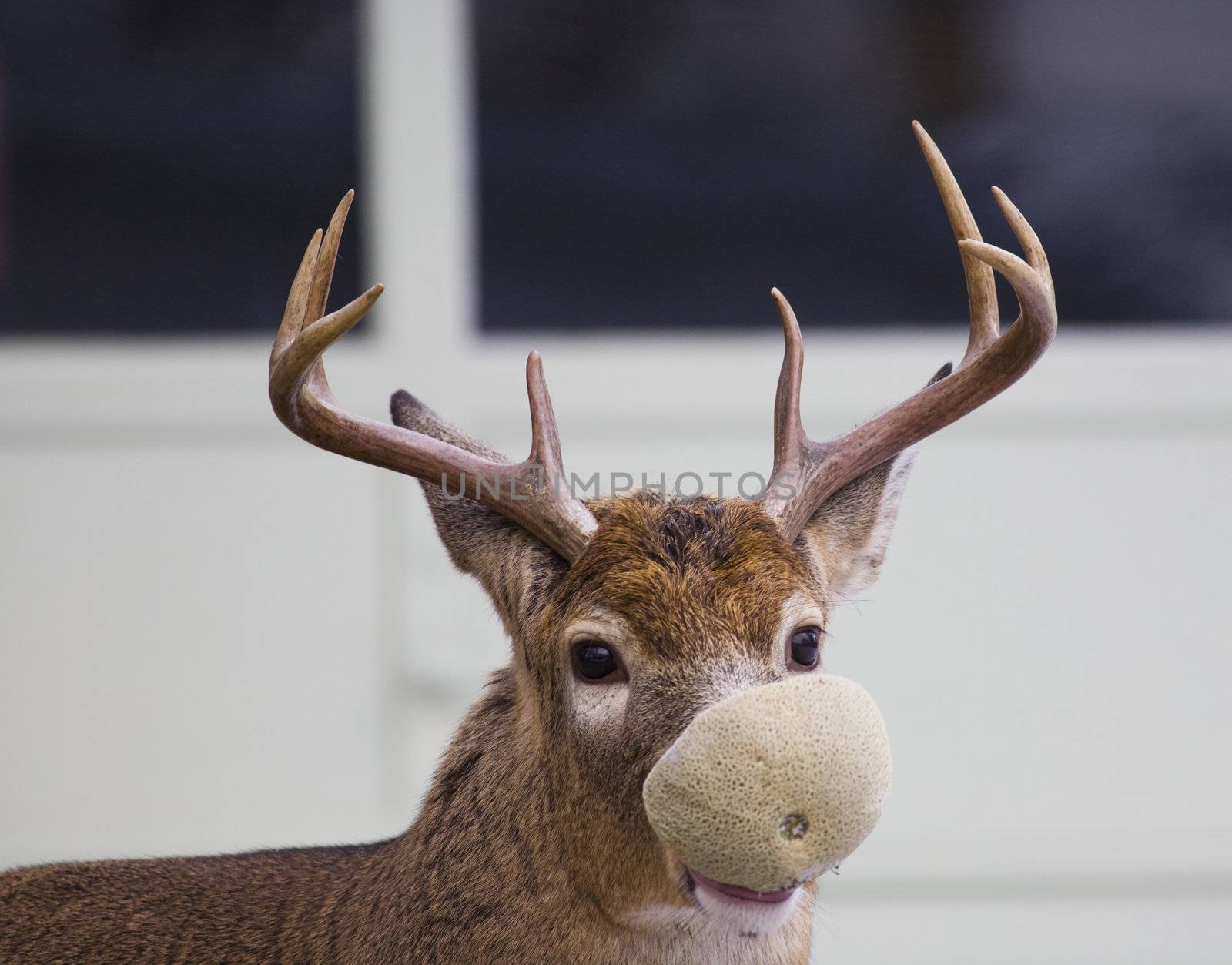 A buck snacking on a melon left out for him by a friendly neighbor.