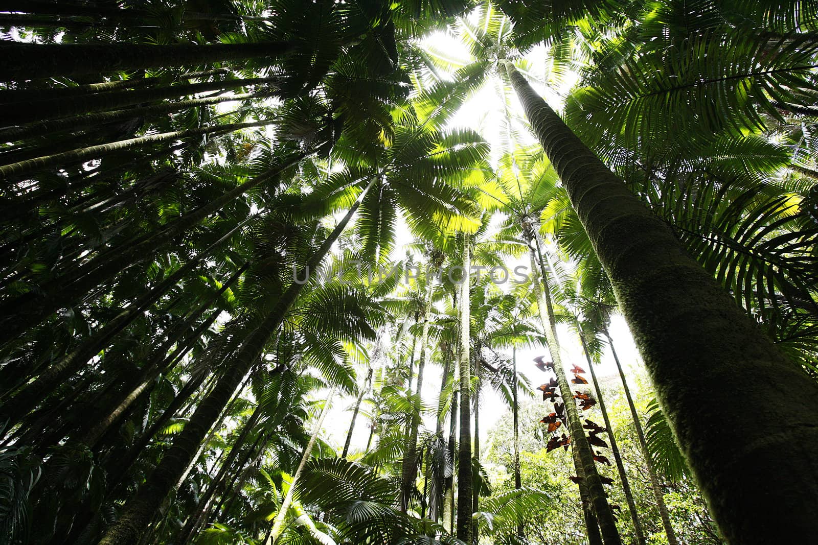 A tree canopy in a rain forest