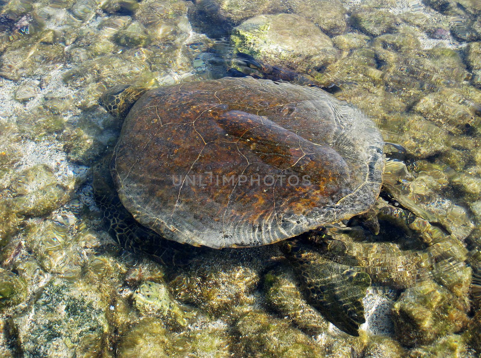 A sea turtle swimming in  shallow water