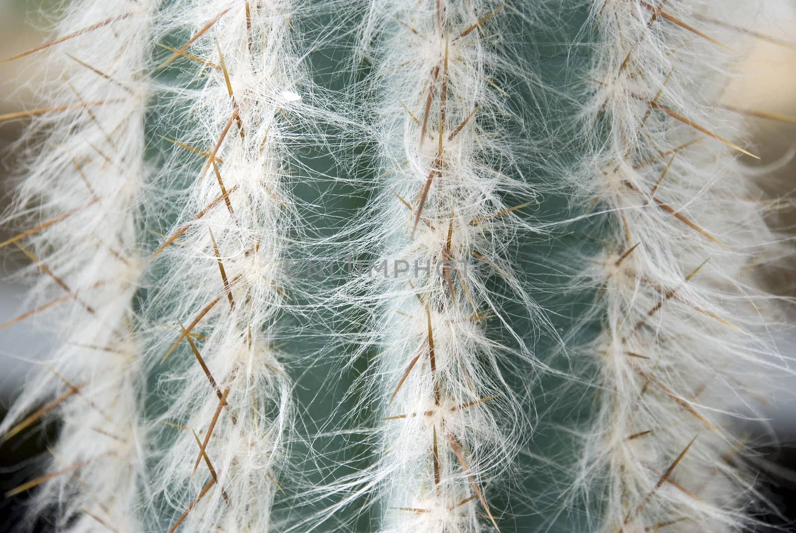 Abstract background cactus by galdzer