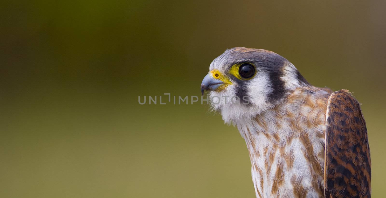 A portrait of a female American Kestrel (falco sparverius) (also known as the sparrow hawk) about to be released after being banded.