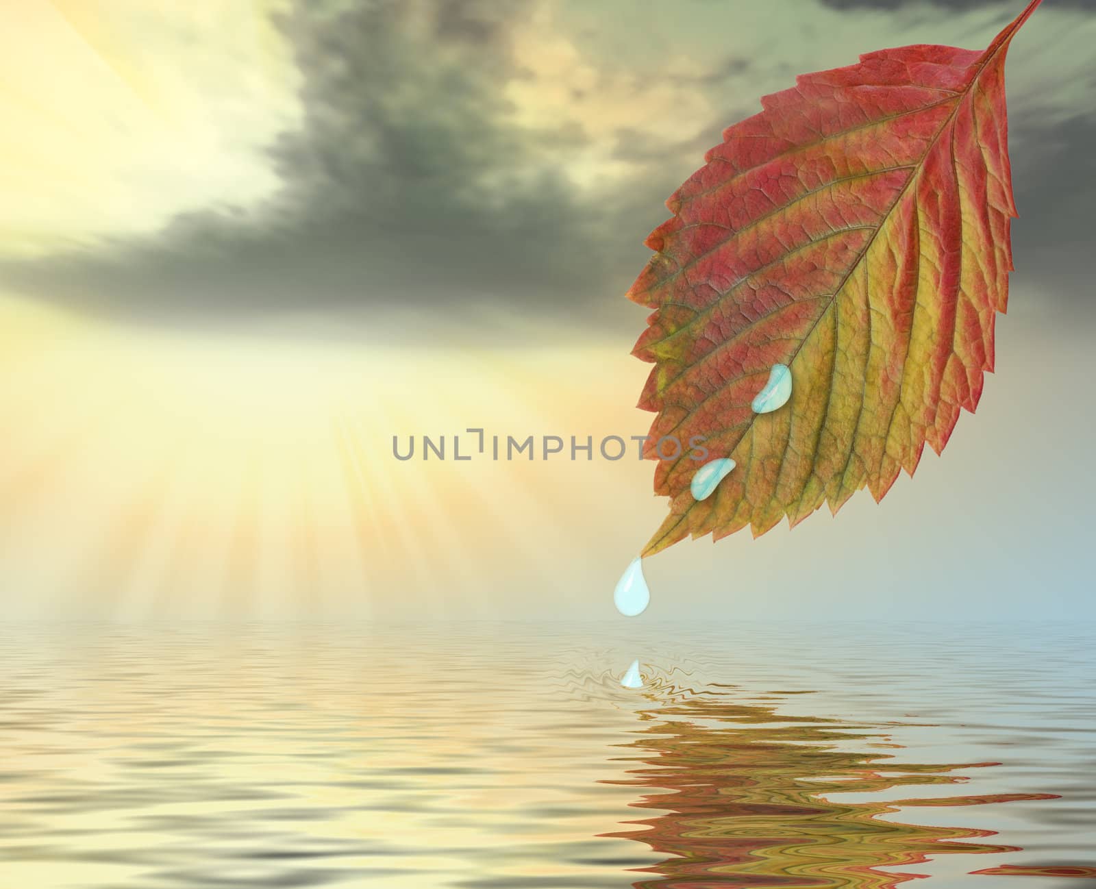 Autumn leaf above water in beams yellow sunset