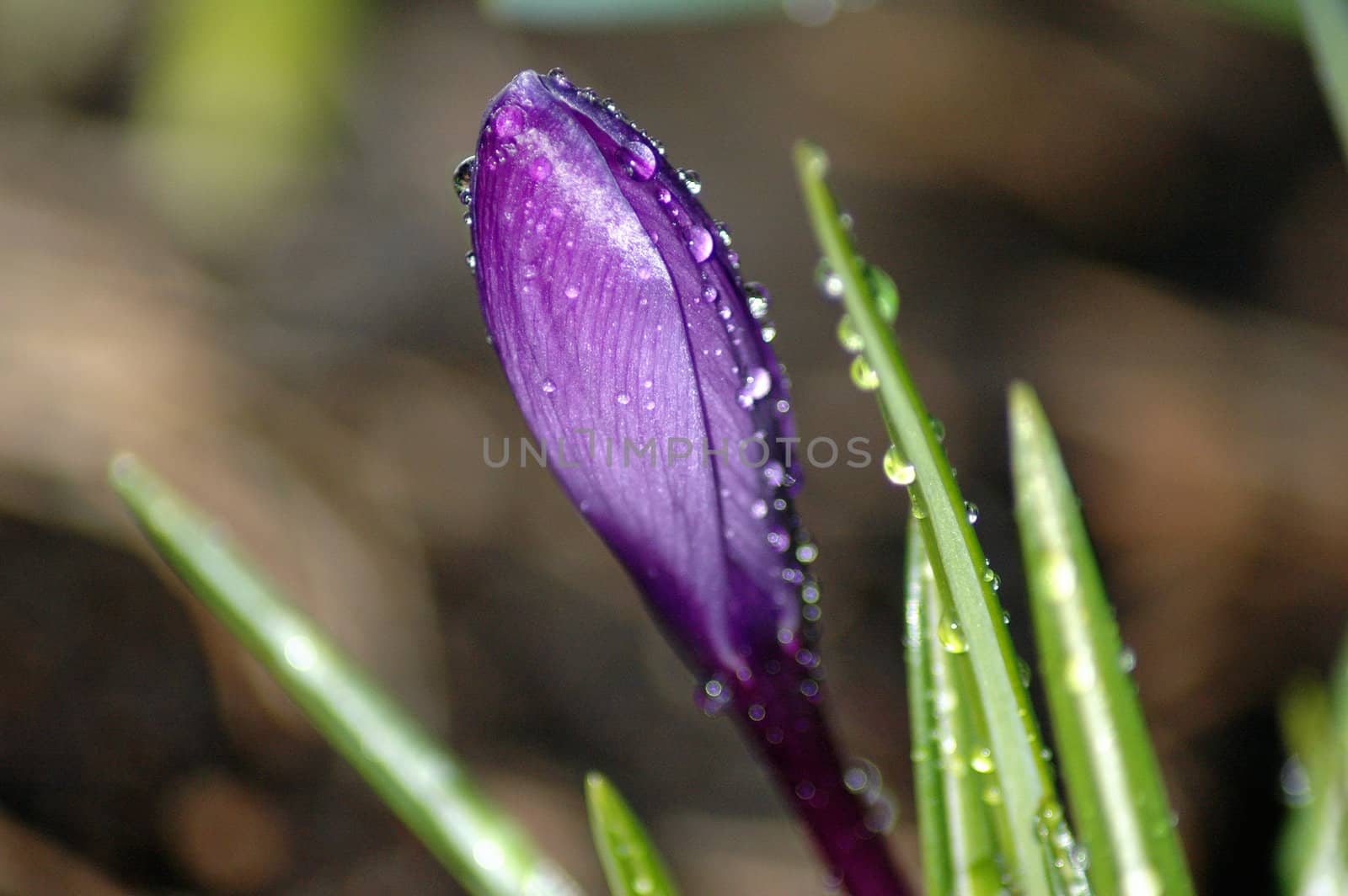 Wet Norwegian Crocus.