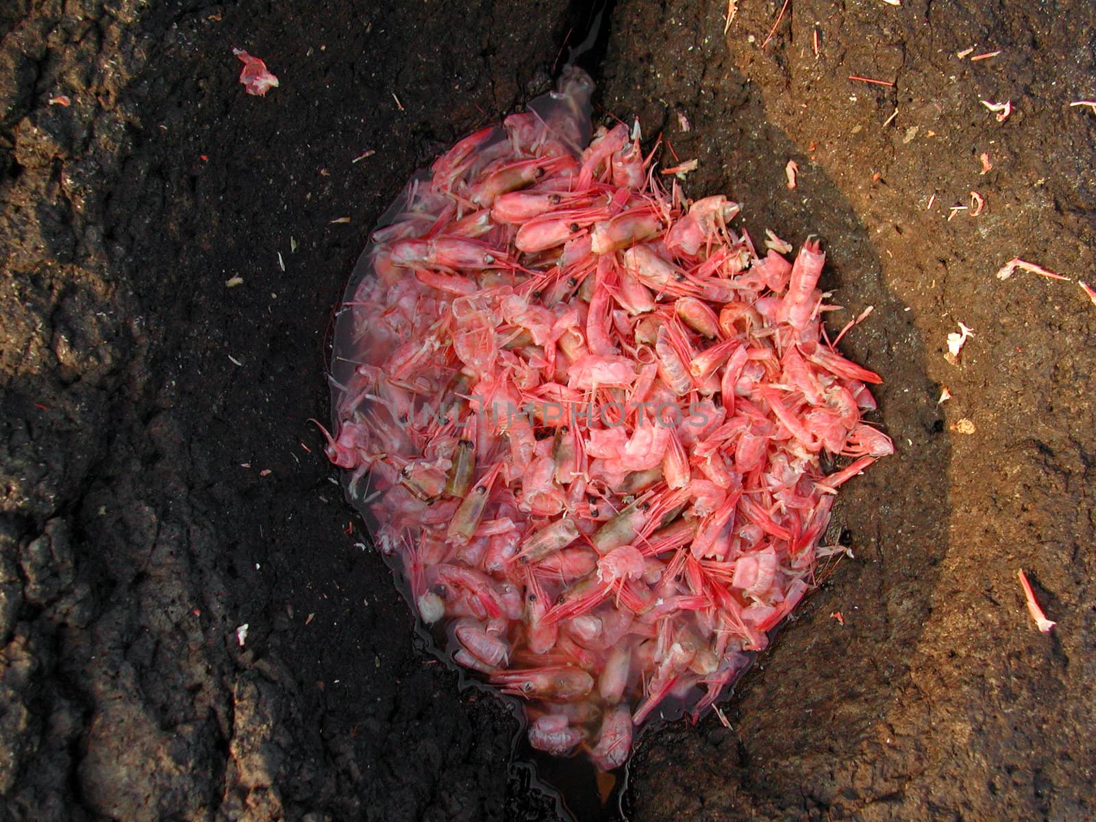 Shell from Shrimps. (trash)
In Norwegian: Reker, Rekeskall.