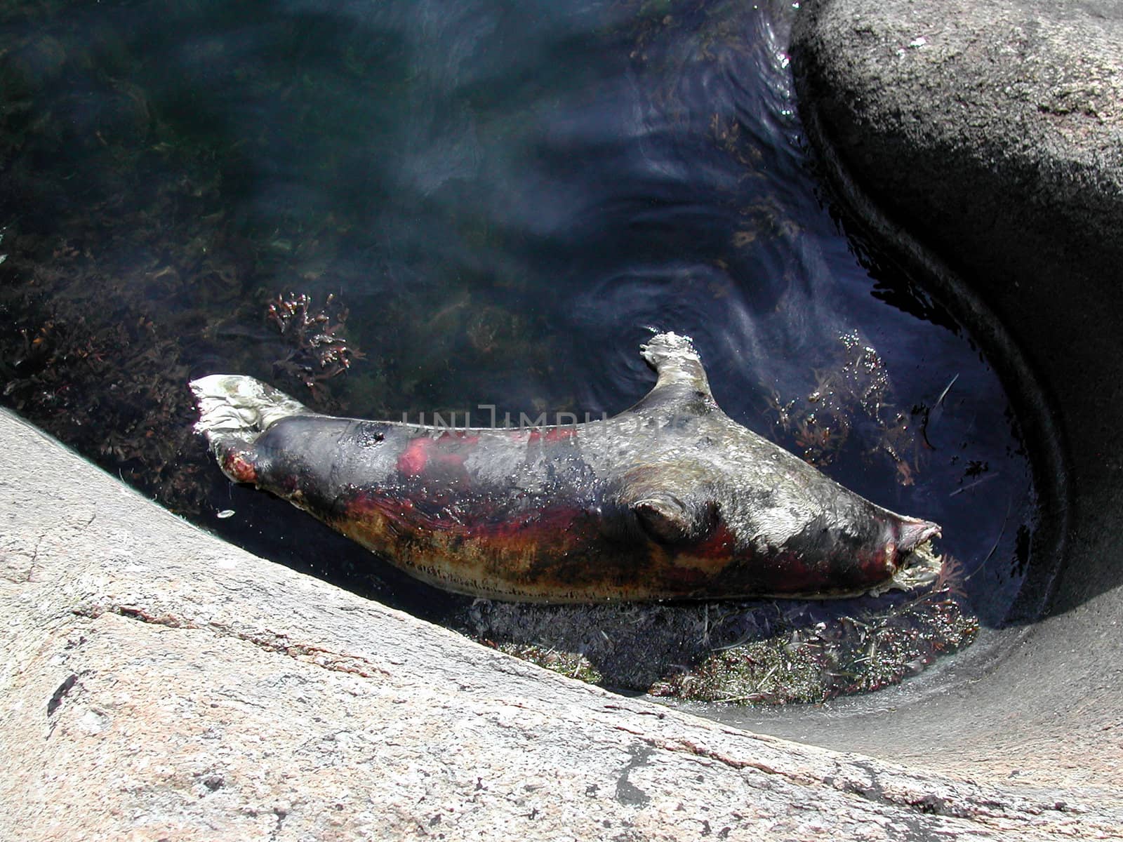 Dead Seal.
Norwegian Coastline. Vestfold, Larvik.