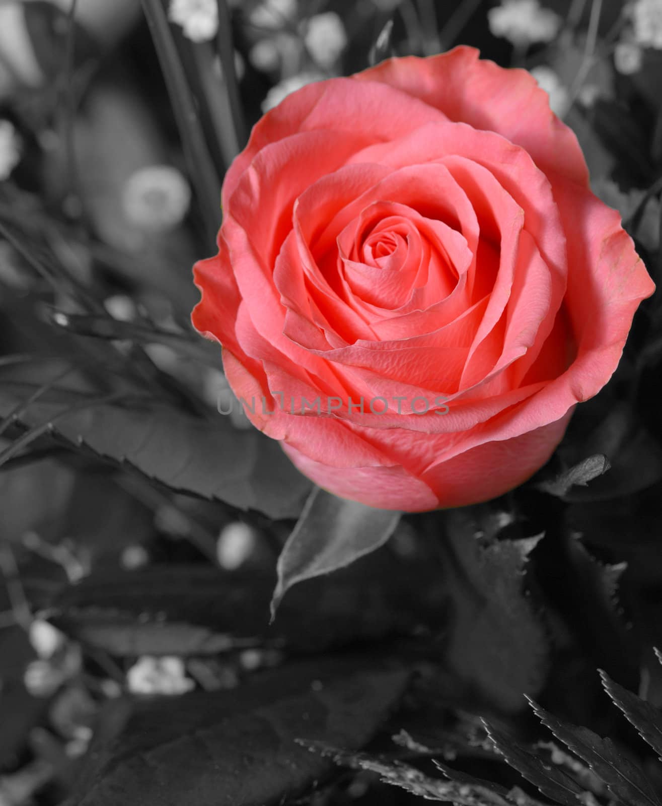 Bouquet of roses. A composition from gentle pink roses