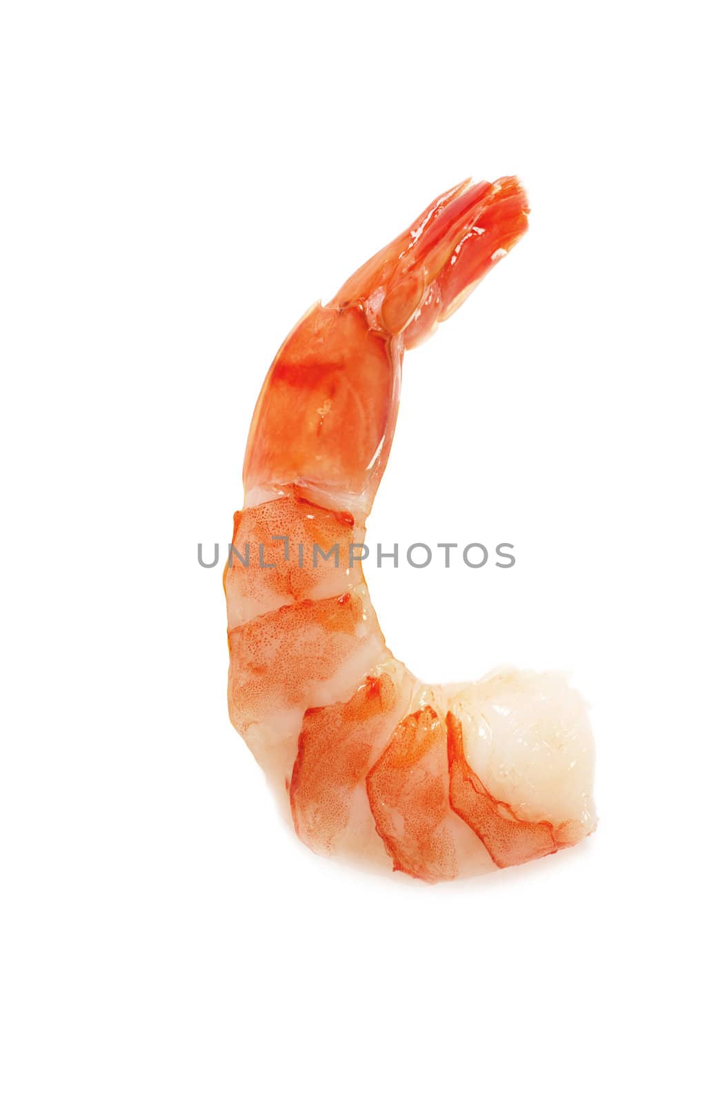 Closeup view of shrimp isolated