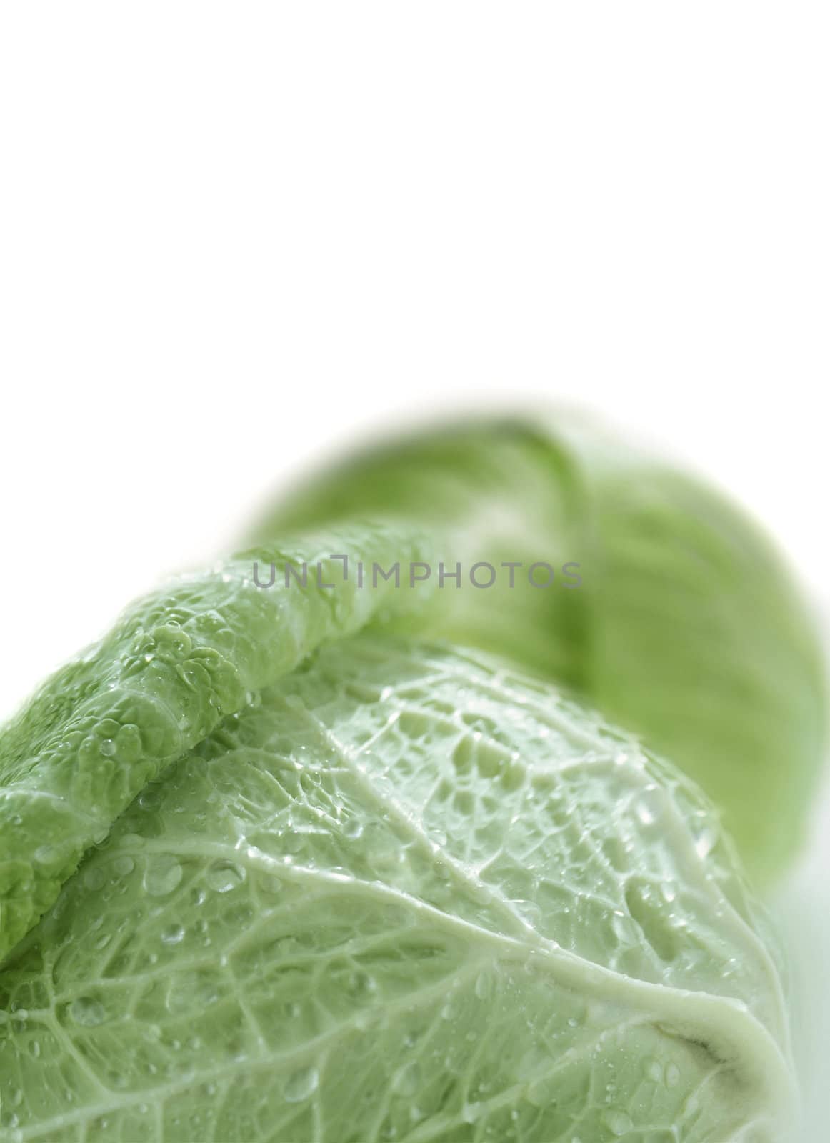 water in green cabbage by ozaiachin