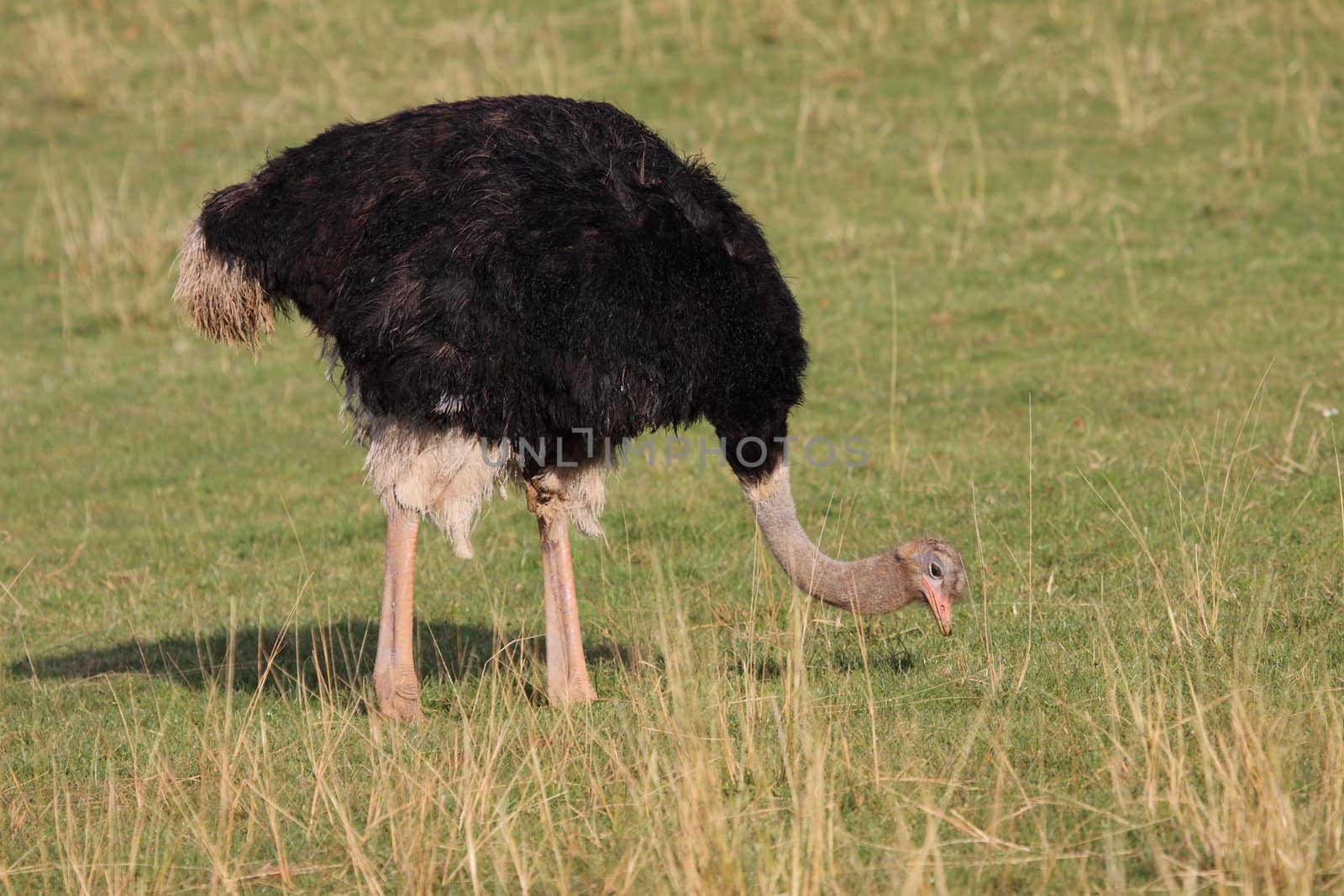 Picture of a big and beautiful african ostrich