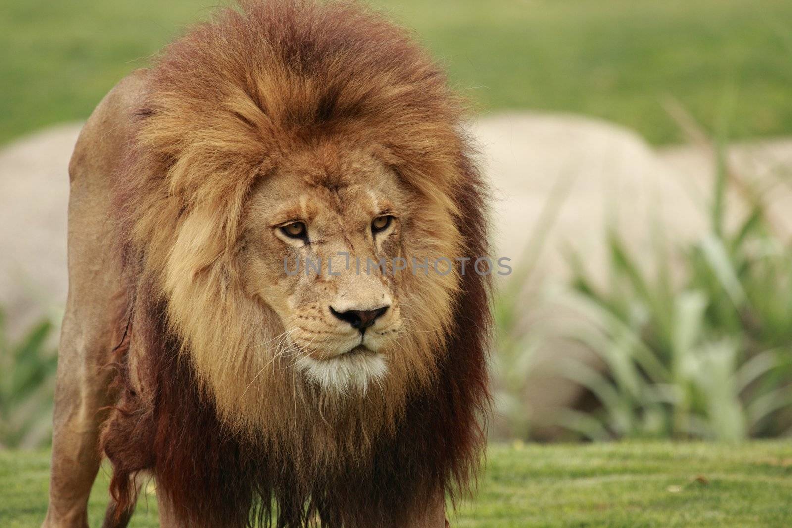 picture of a fantastic male lion