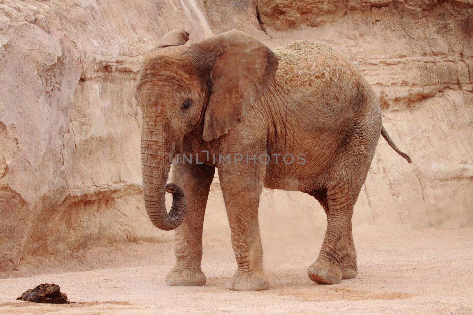 picture of a beautiful african elephant