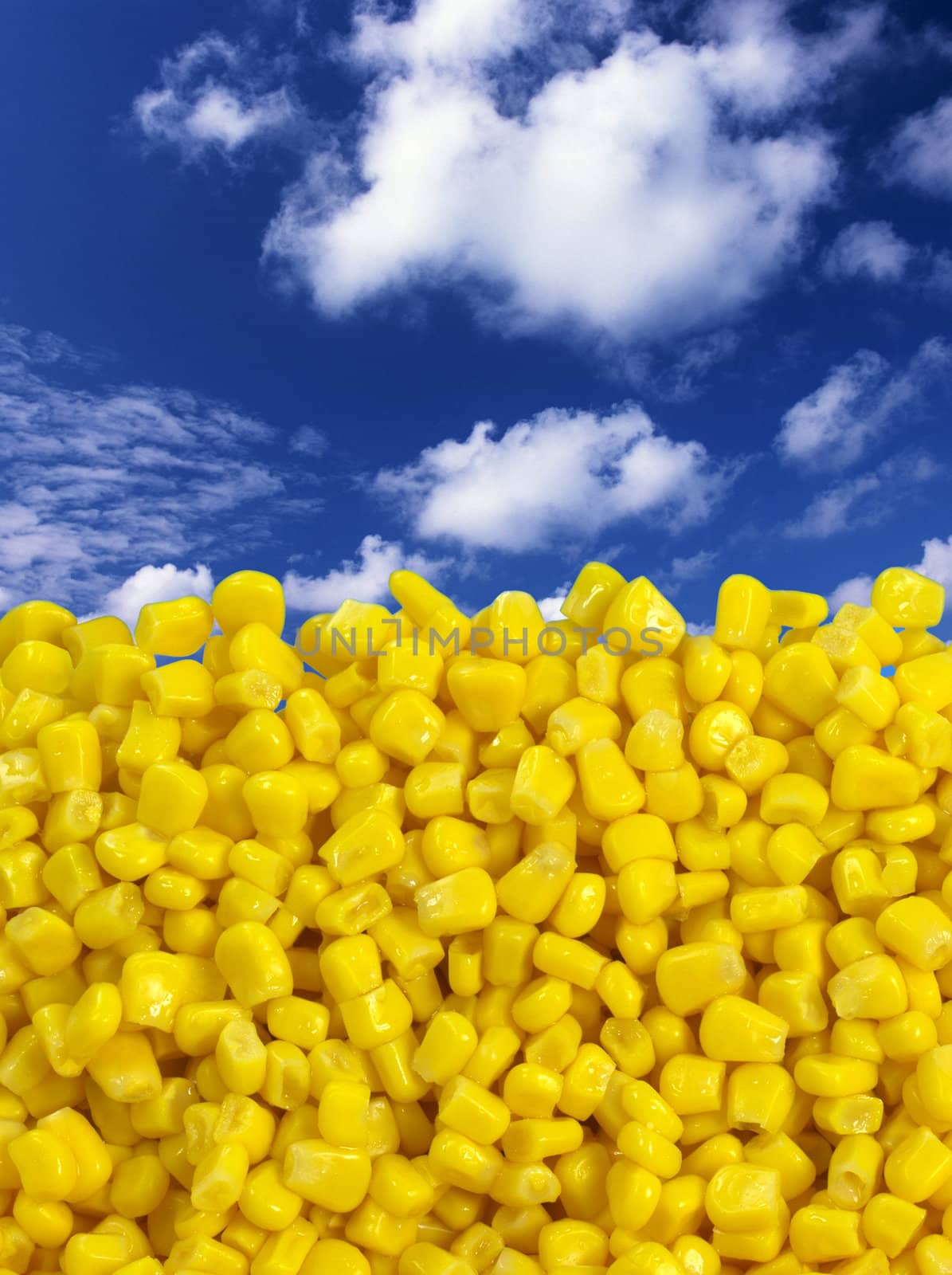 Sweet corn with beautiful sky